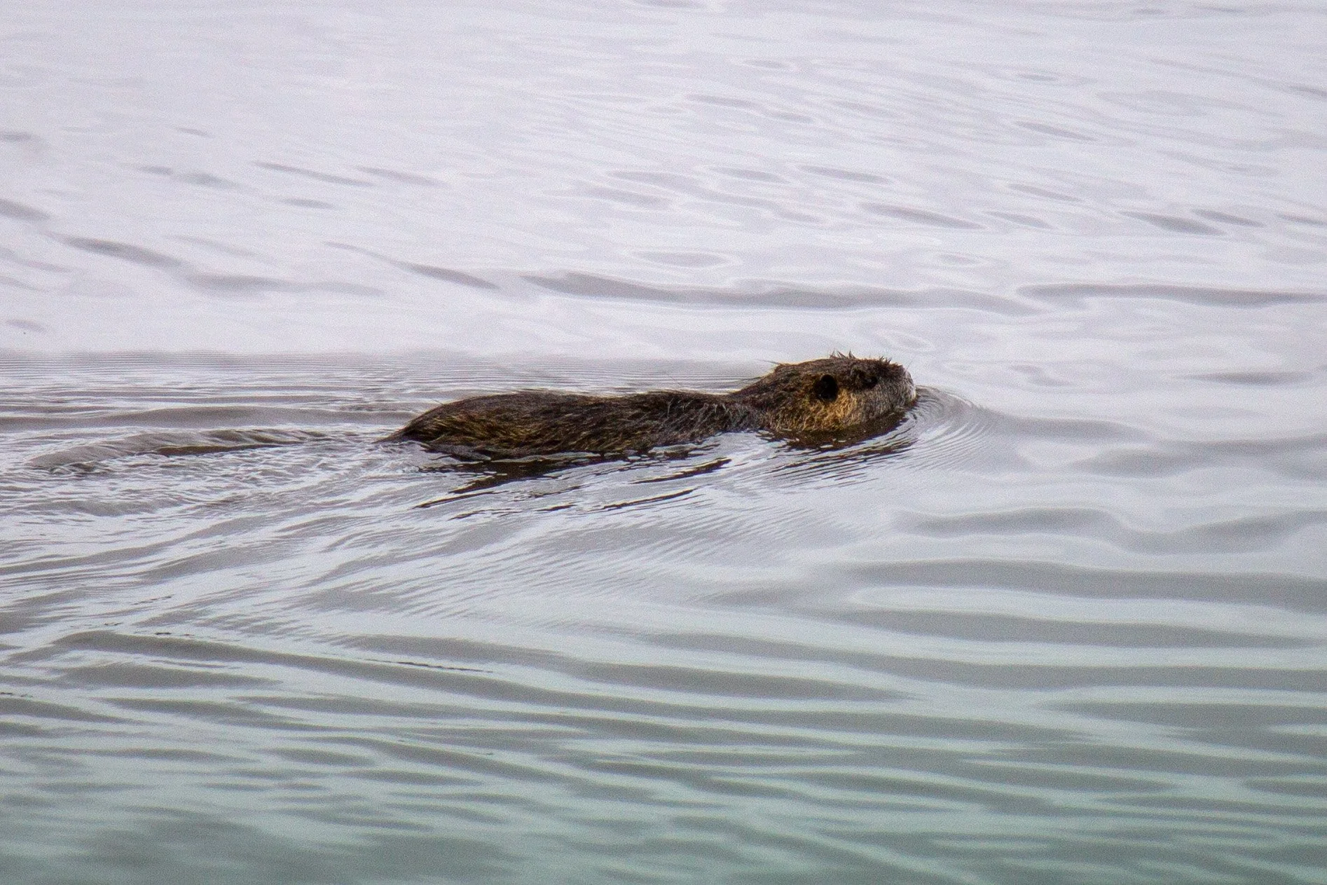 Nutria swimming