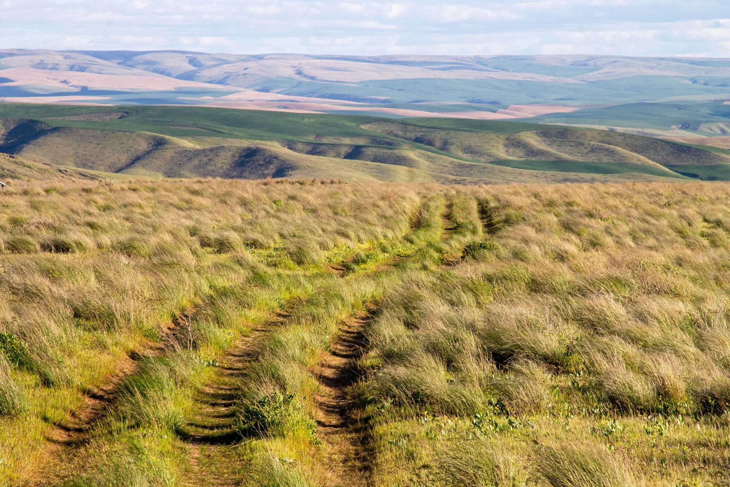 Three ruts in field with sweeping views