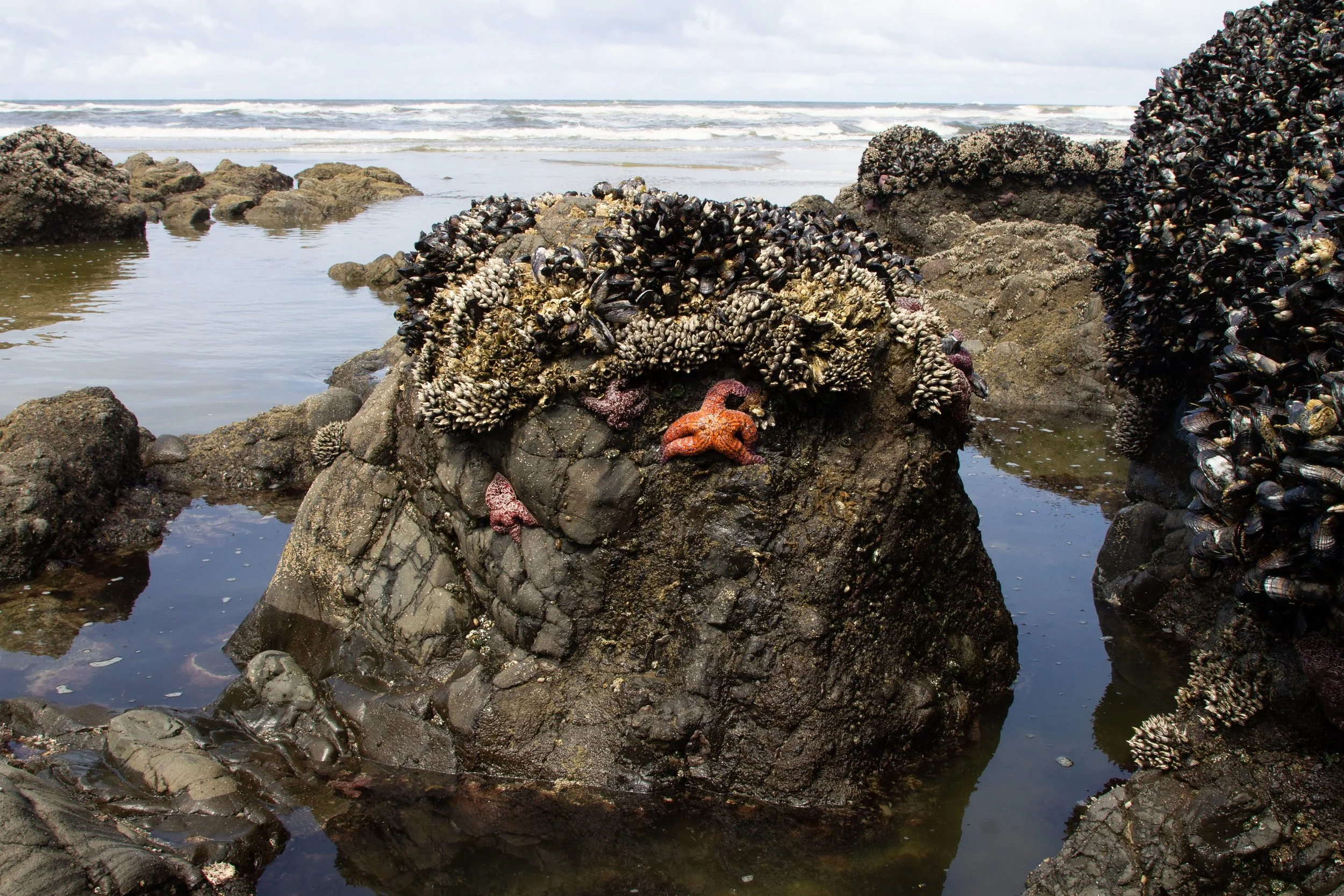 Intertidal life on rocks in front of ocean