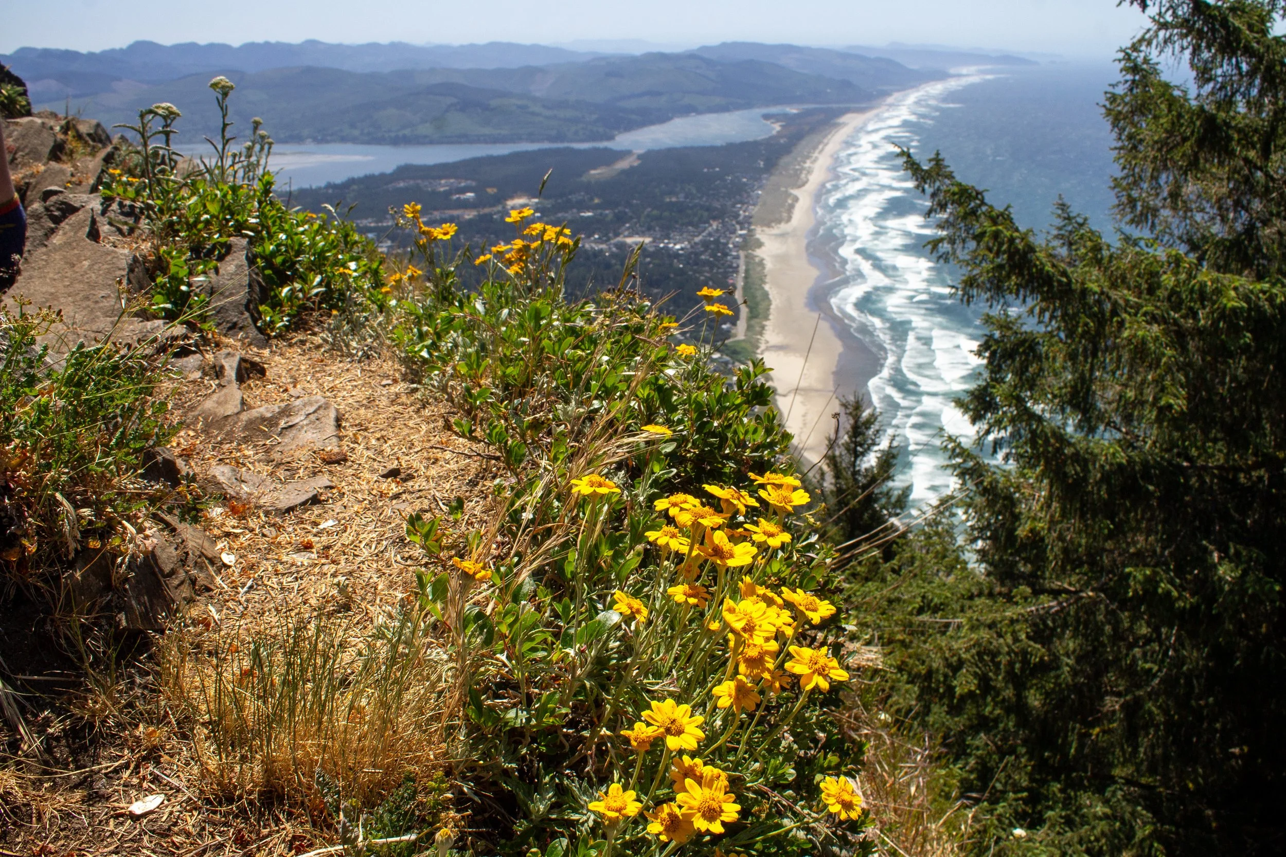 Flowers bloom on outcropping on Nheahkahnie Mountain summit viewpoint