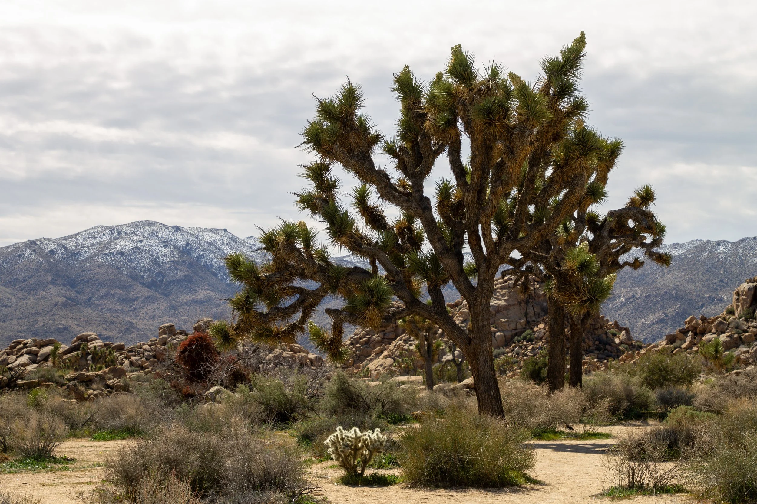 Large Joshua trees along hiking trail in winter