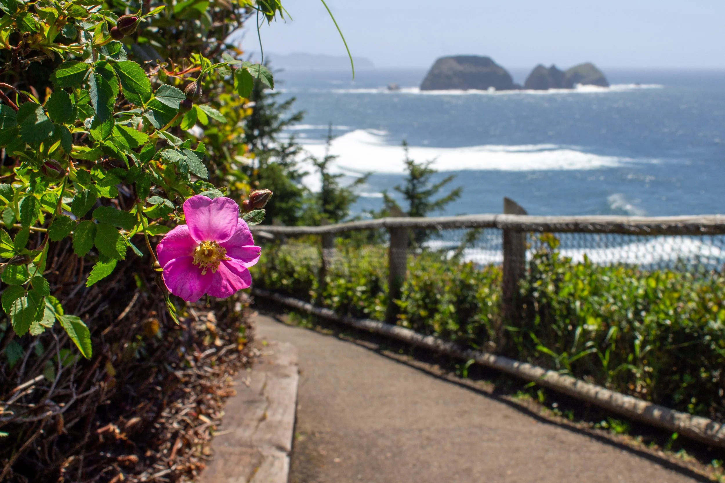 wild rose blooms next to trail with ocean views