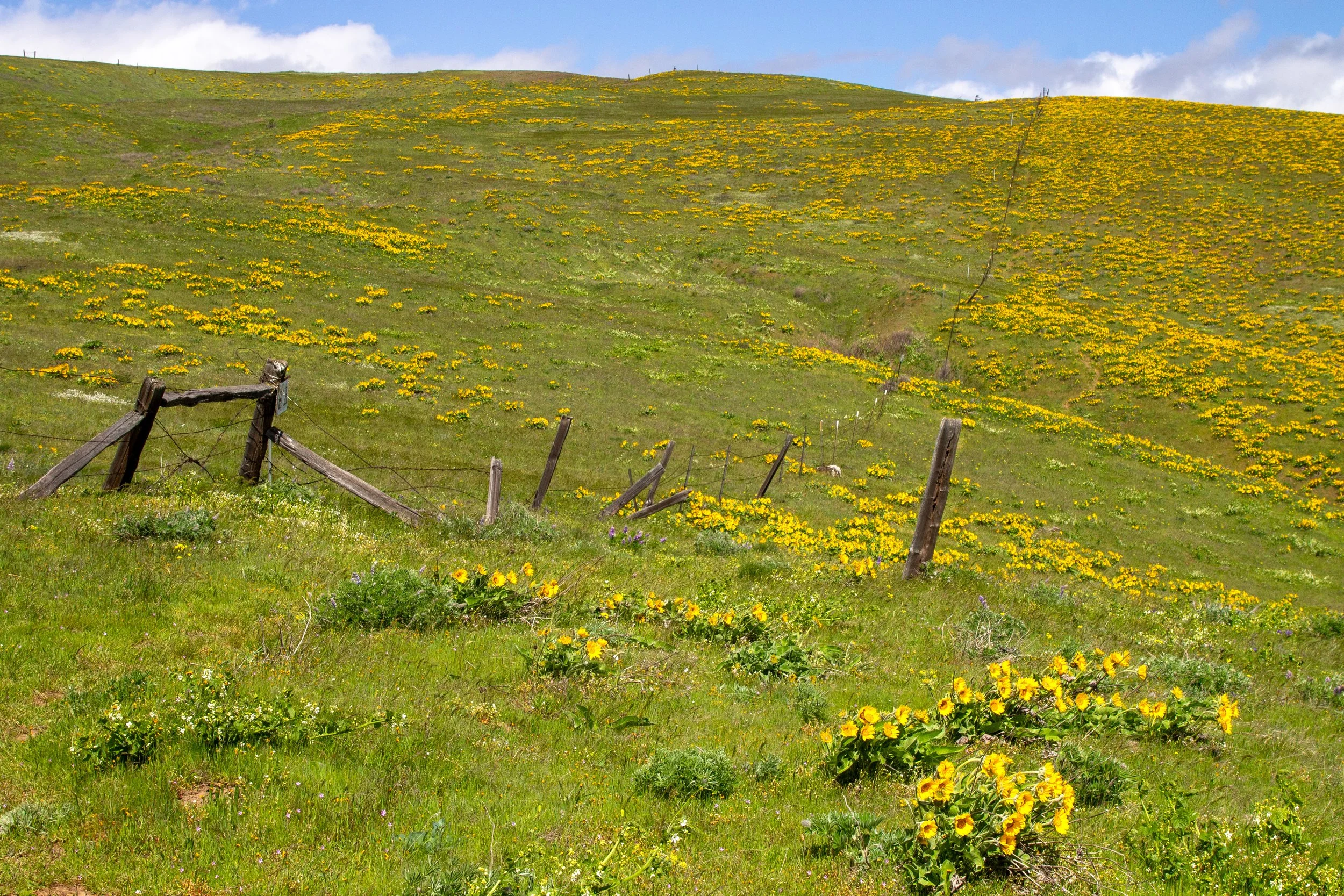 Fence across wildflower covered hill