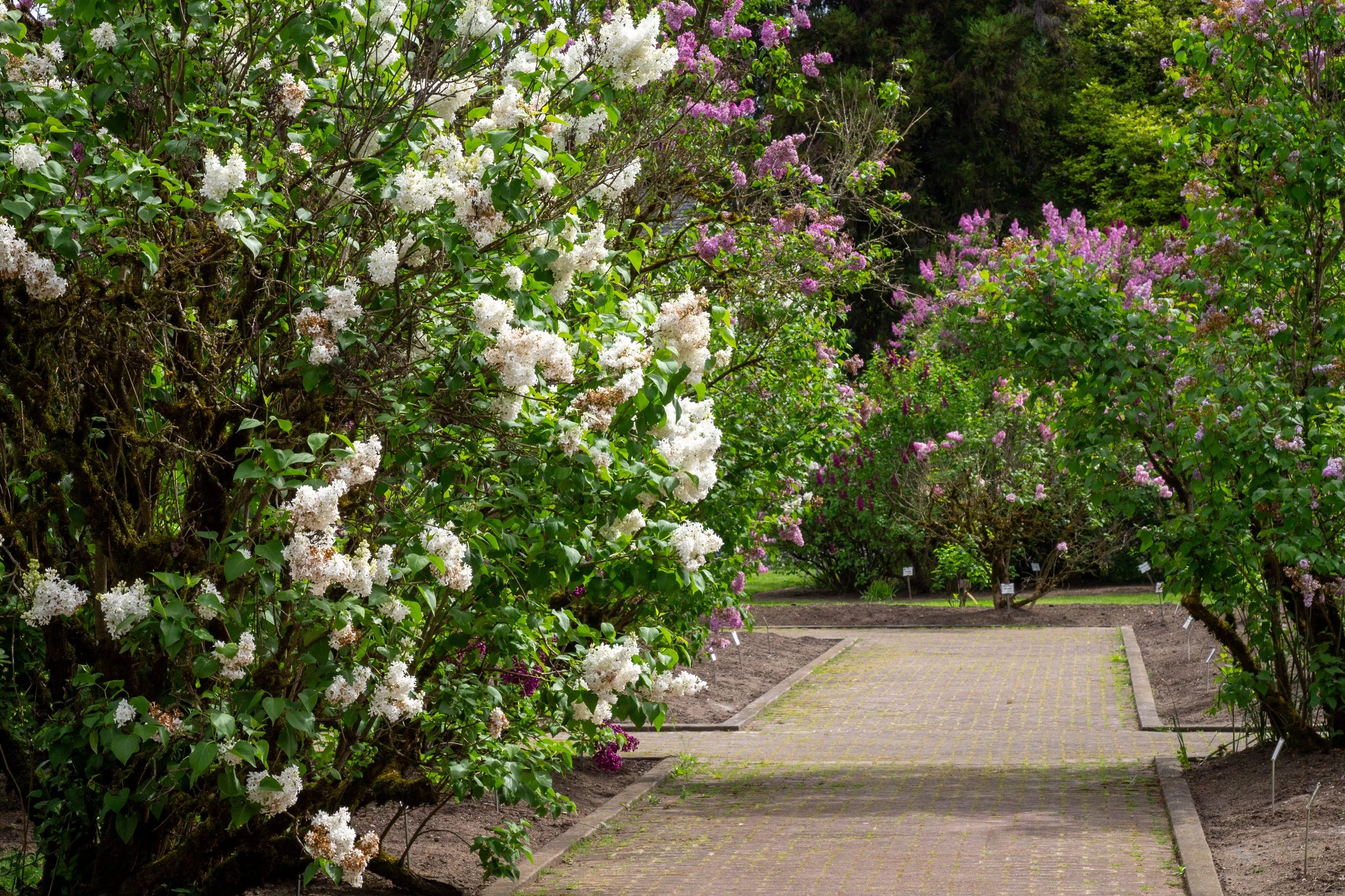 Lilacs blooming along brick walkway