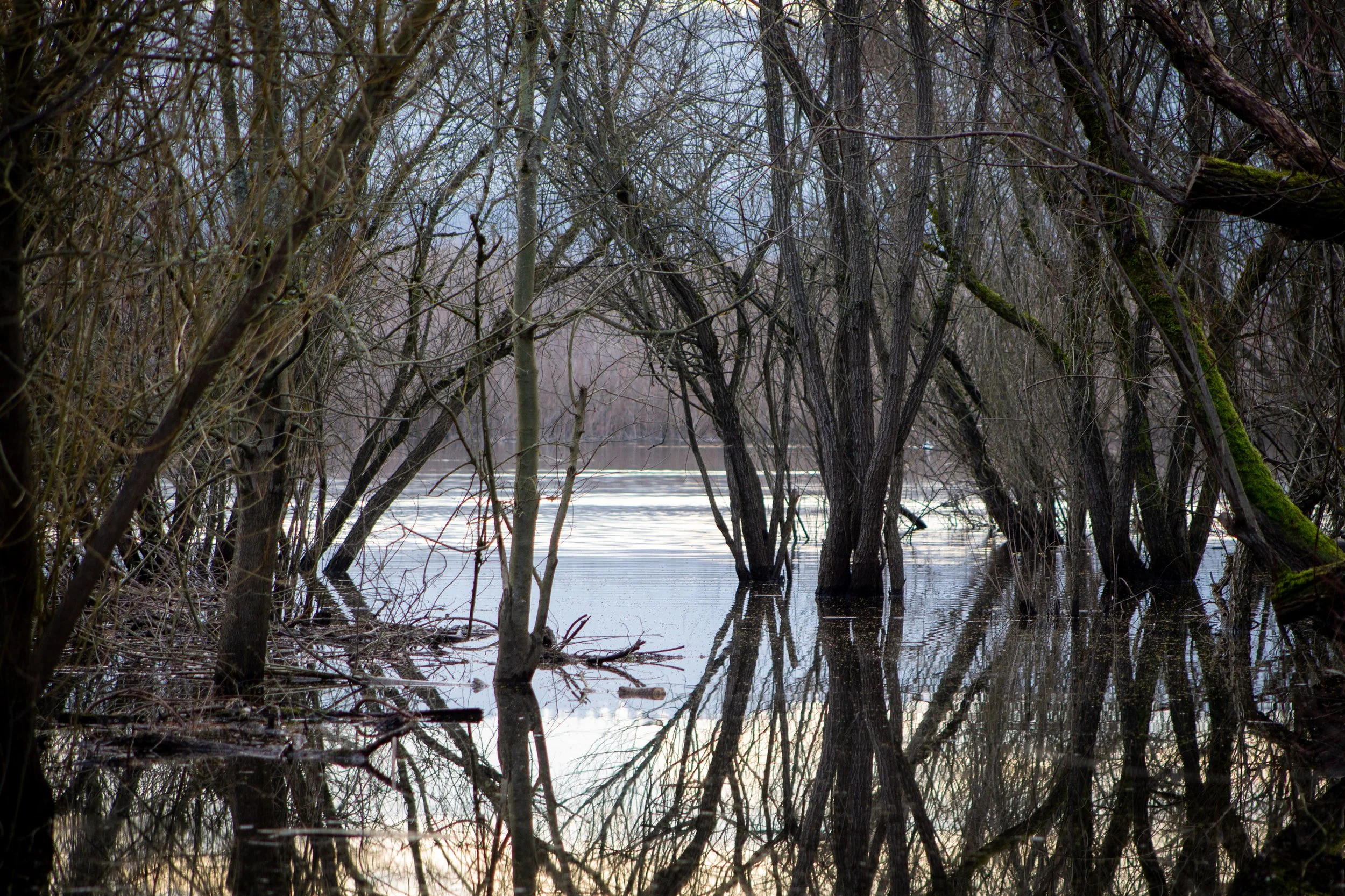 Dormant branches reflect off Smith Lake