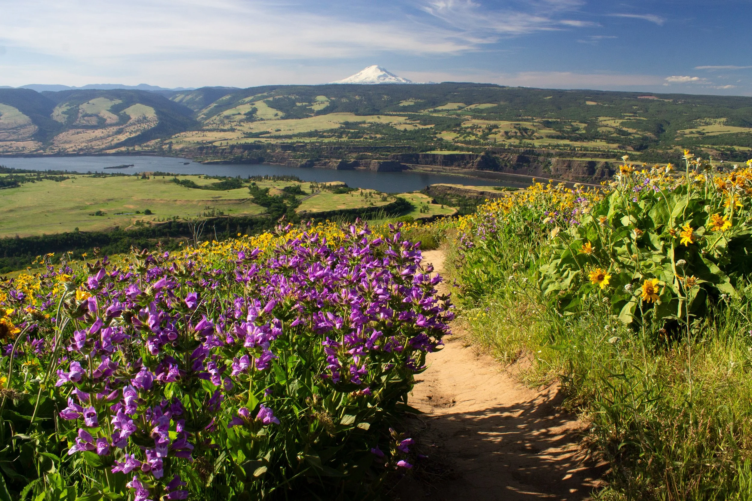 Hiking trail with wildflowers