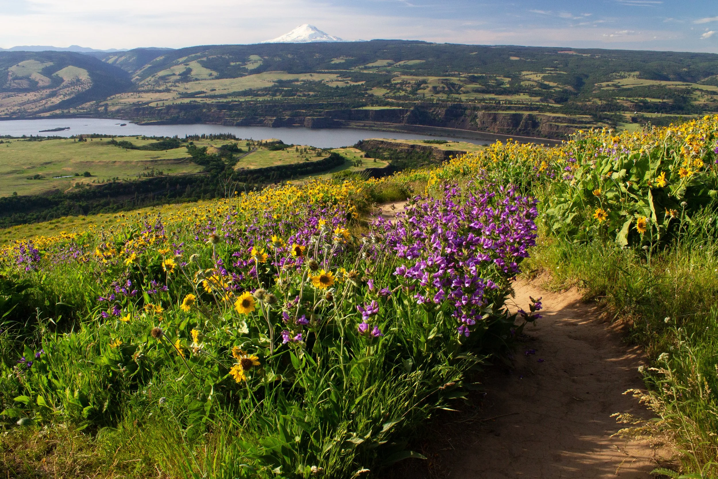 Purple and yellow wildflowers along hiking trail with views of Columbia Gorge
