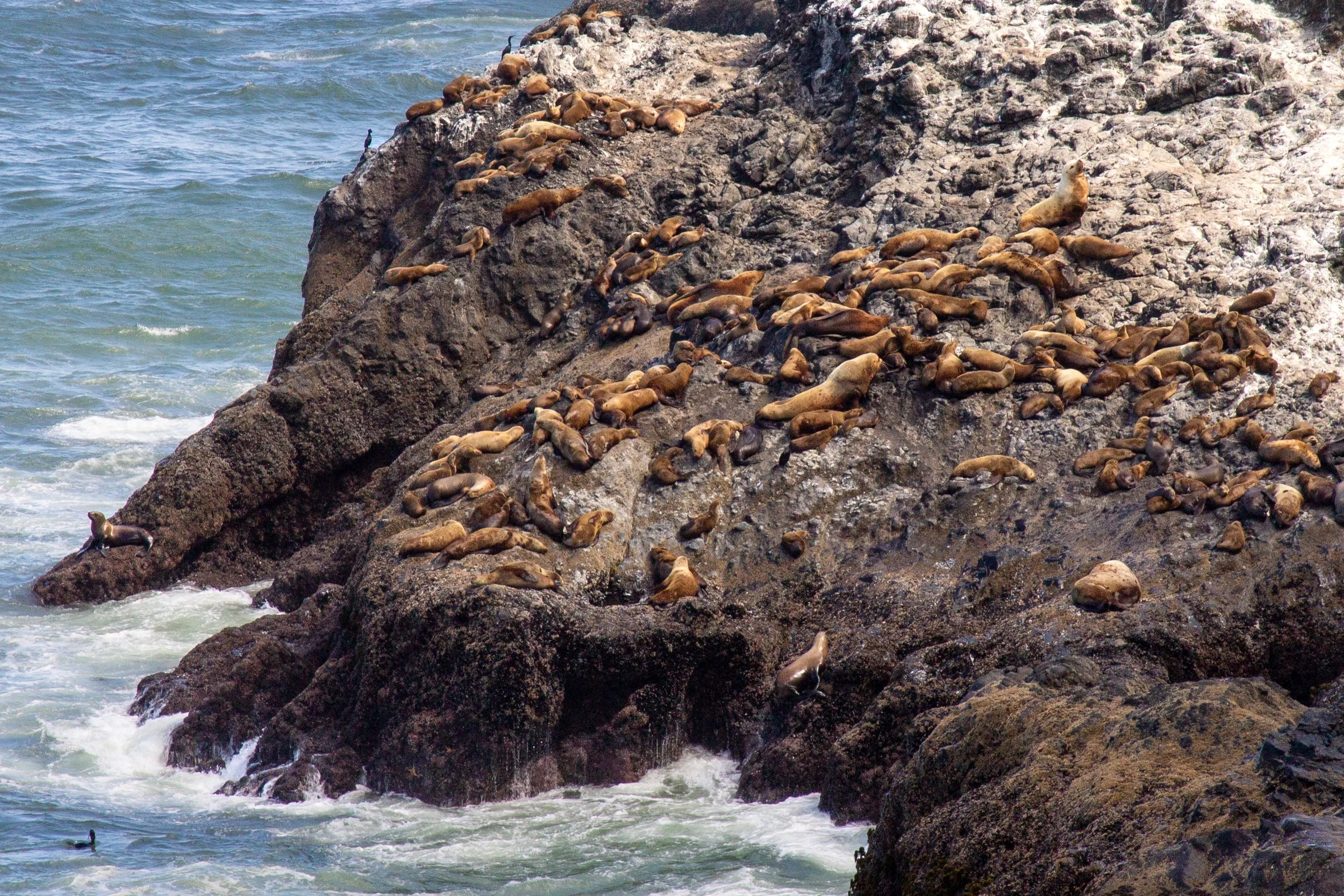 Sea lions on rocky shore