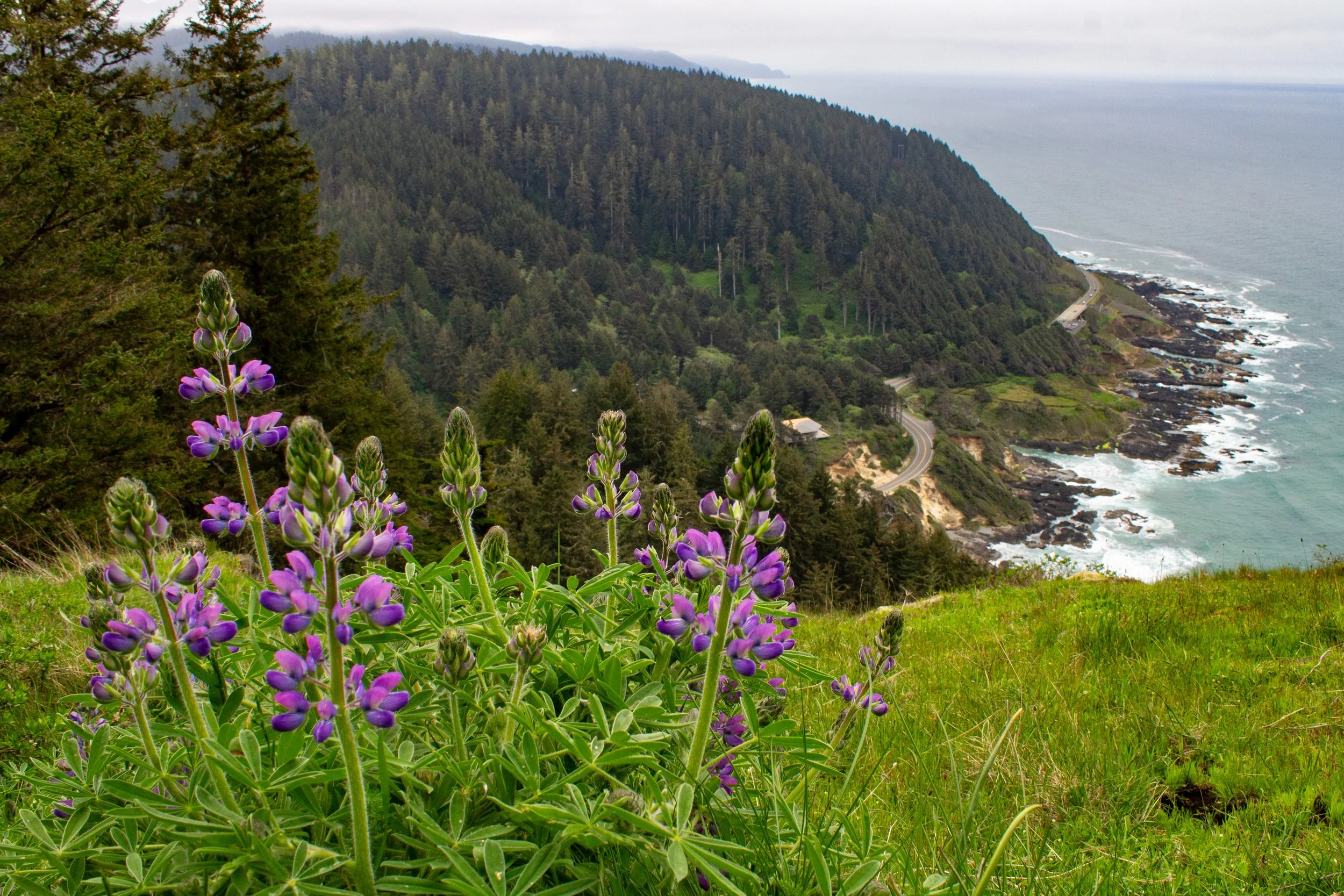 Lupines on Cape Perpetua