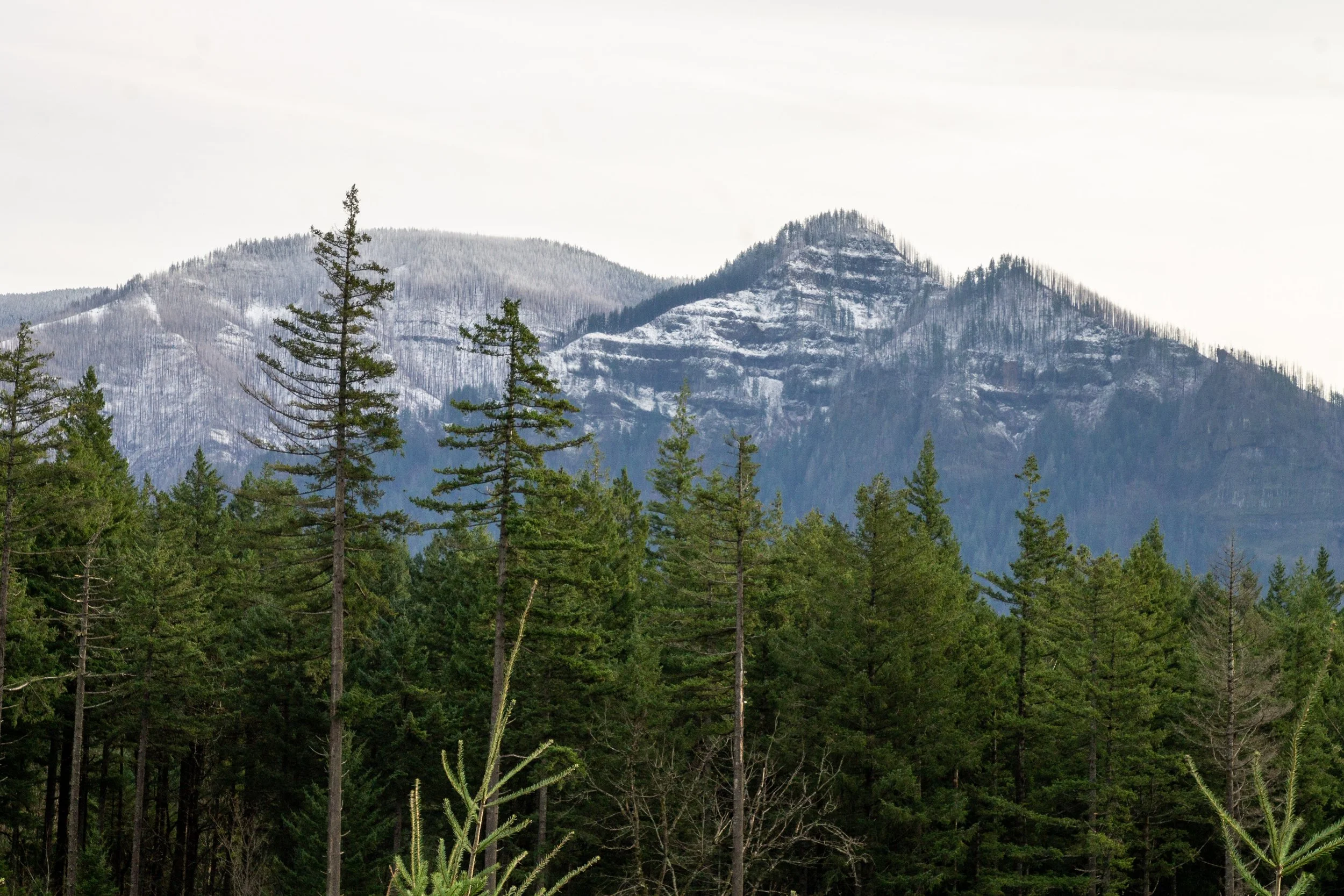 Snow covered peaks behind young Doug fir forest