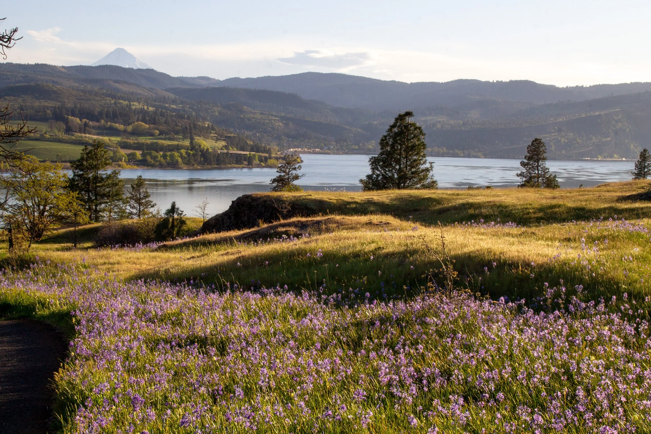 Camas along Columbia Gorge hiking trail