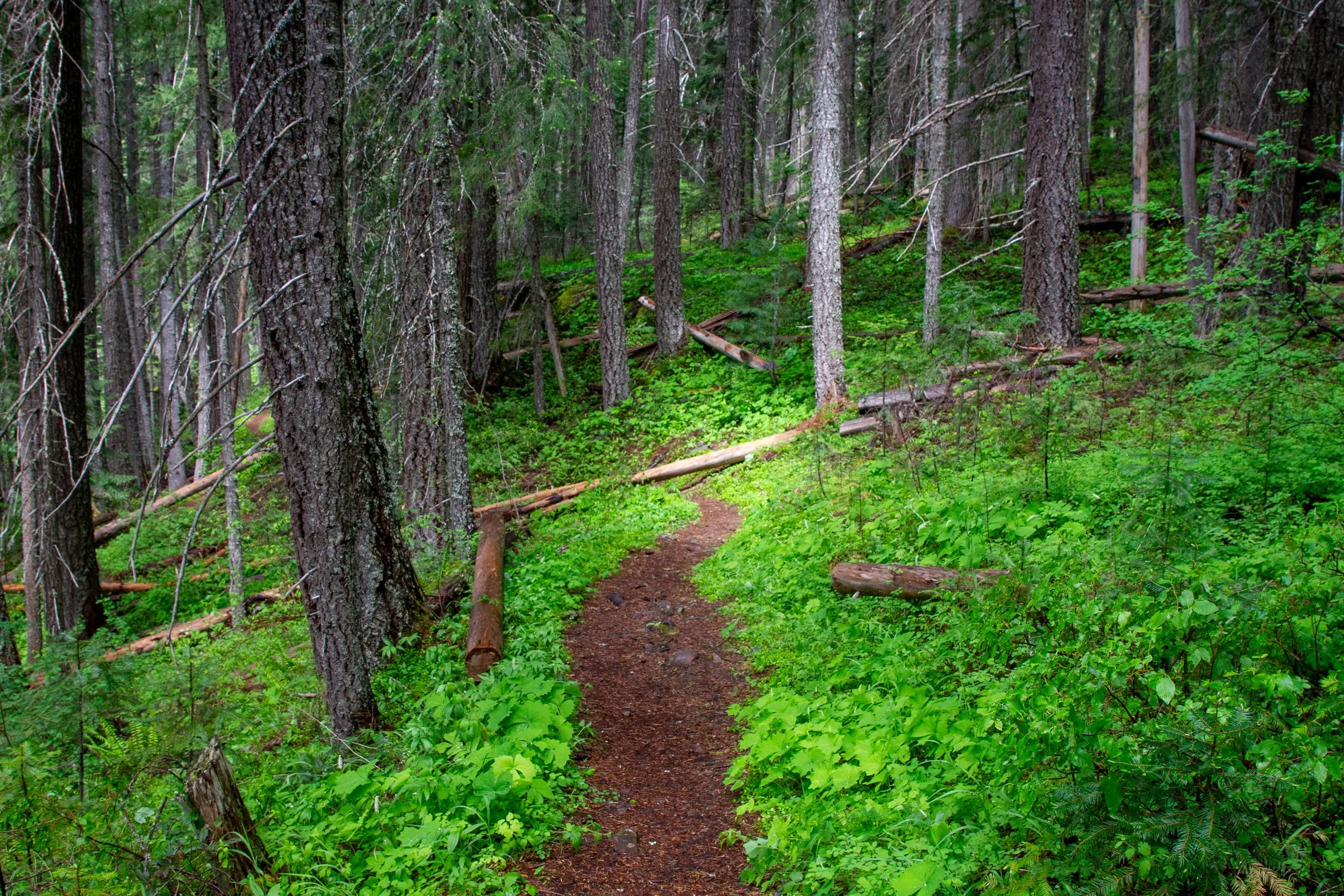 North Umpqua Trail through the forest