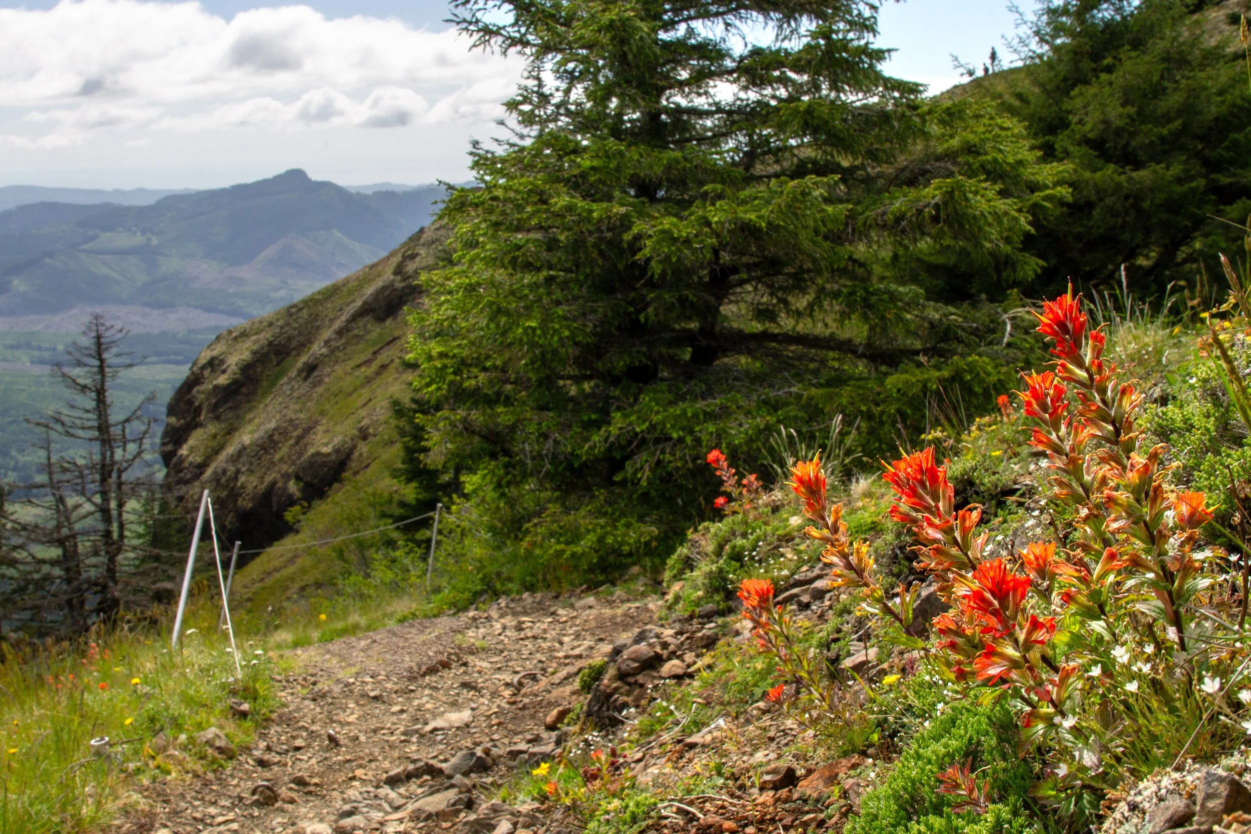 Paintbrush grows next to hiking trail with mountain views