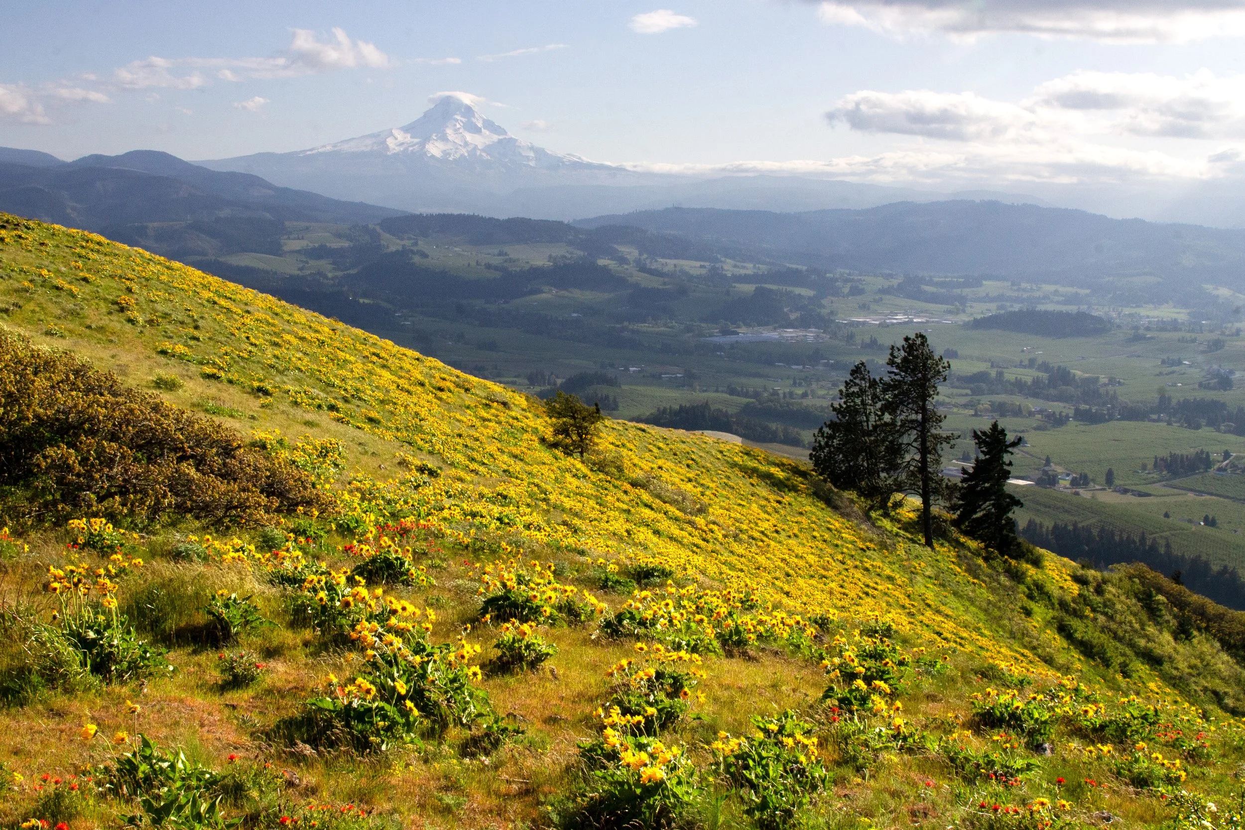 Balsamroot on Hood River Mountain