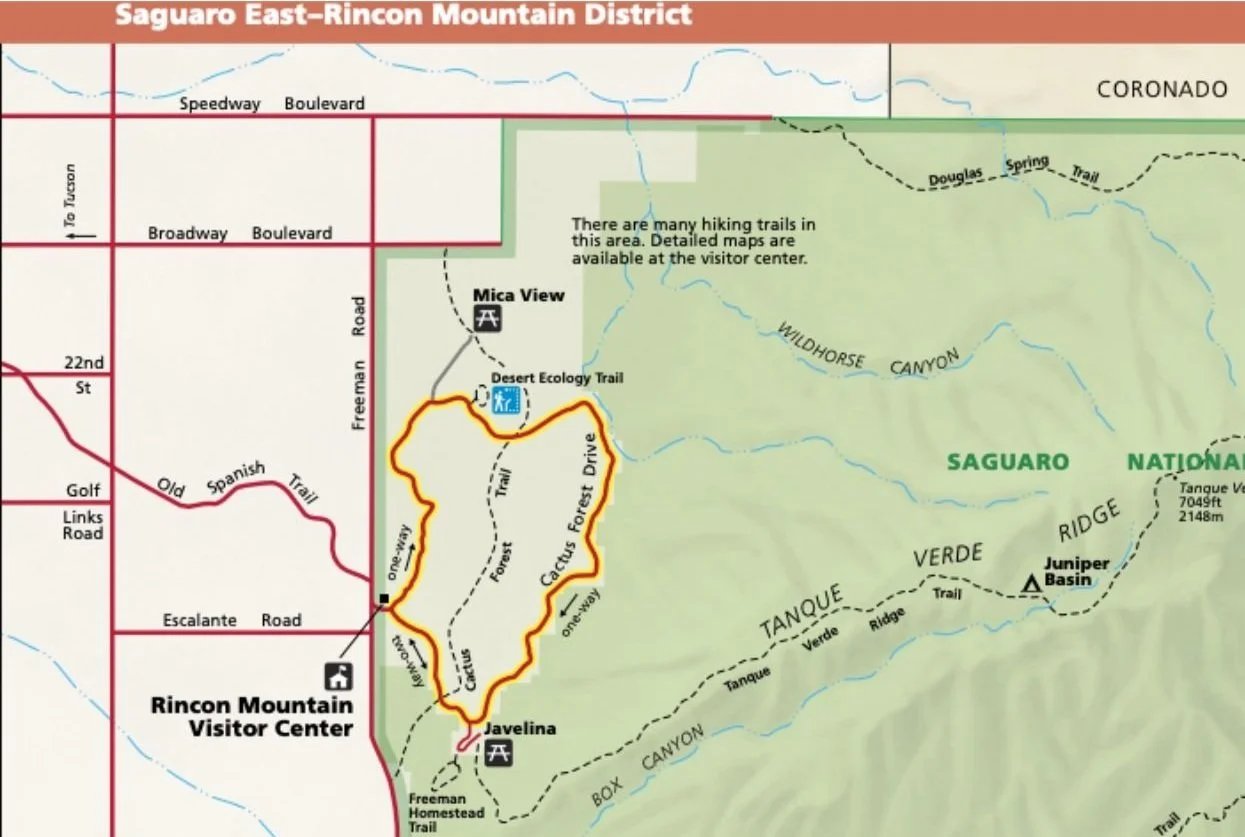 10 Fun Things to Do in Saguaro National Park — Pines and Vines