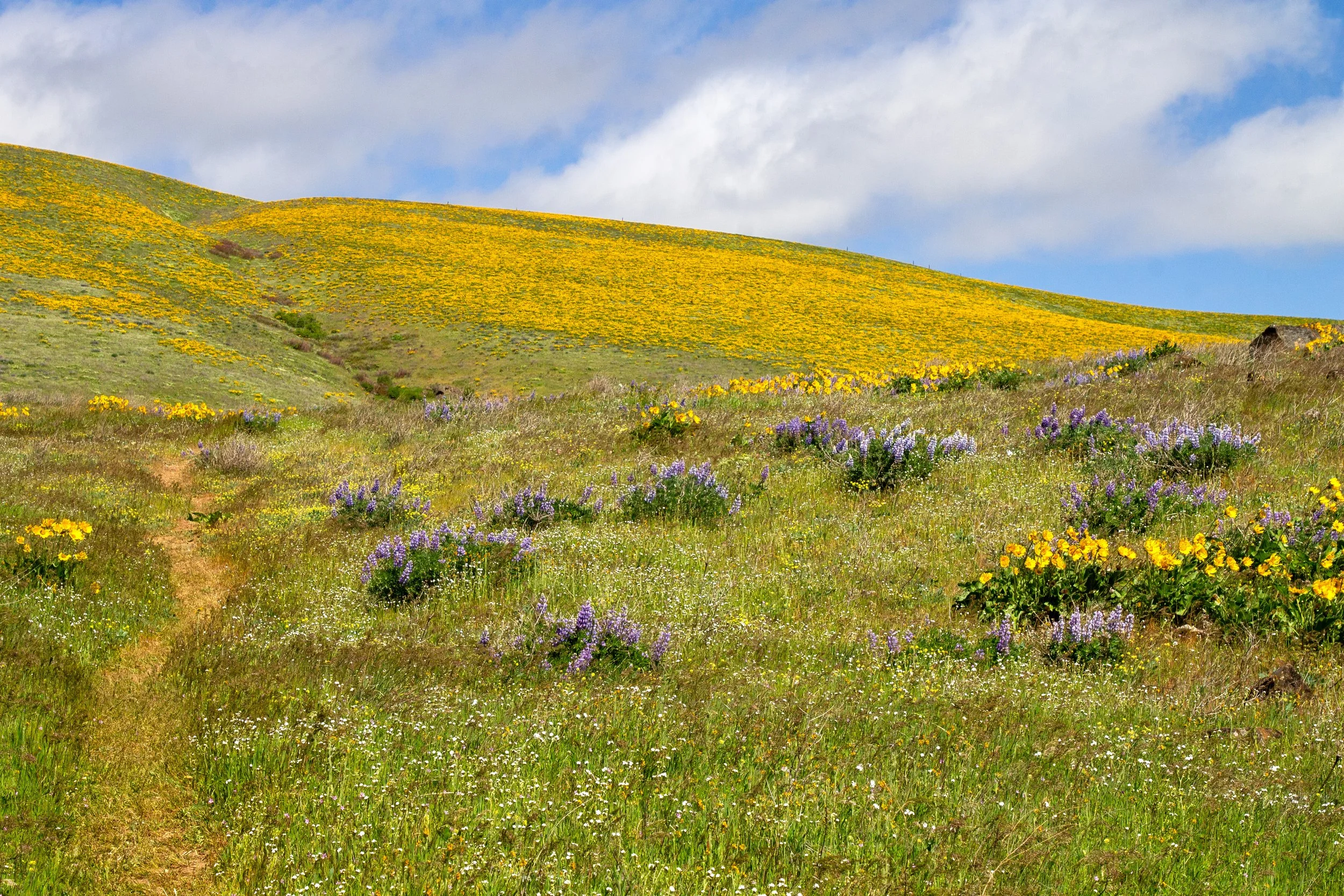 Trail up Sevenmile Hill