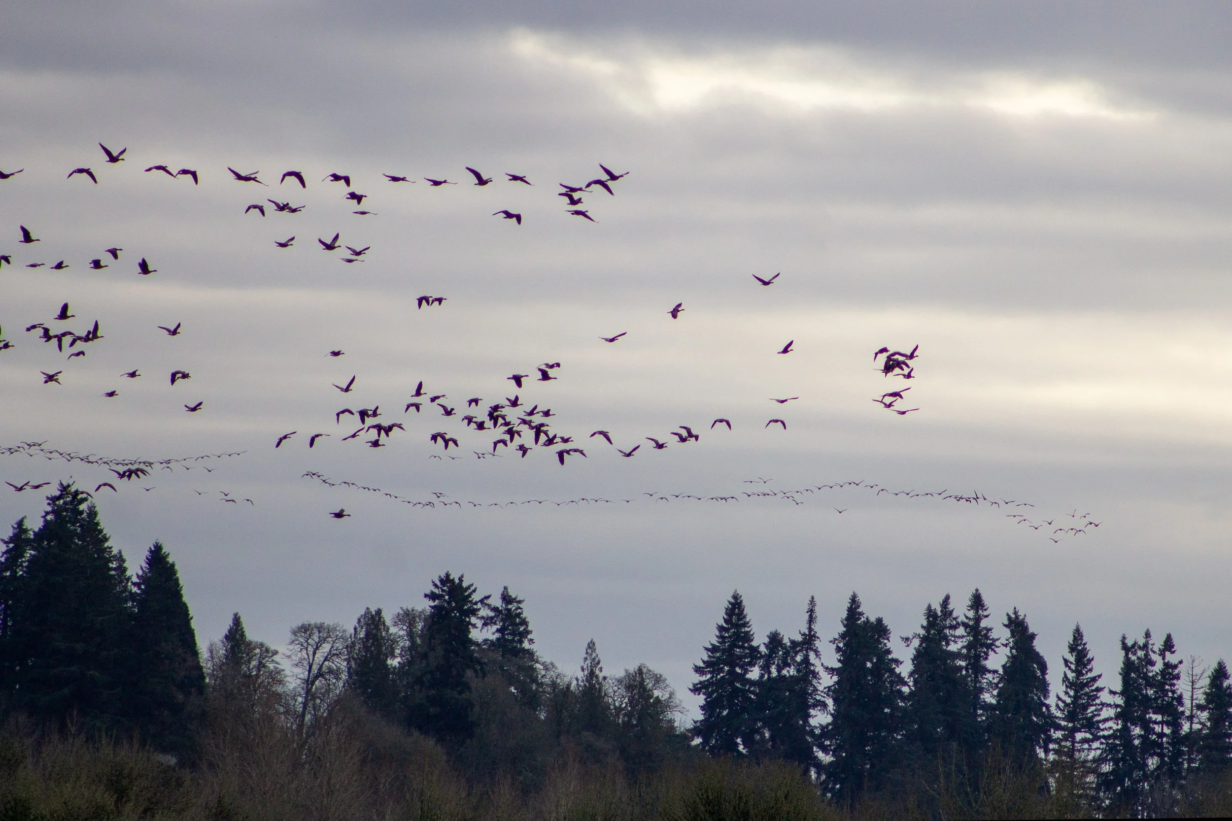 Fly flock of geese above conifers