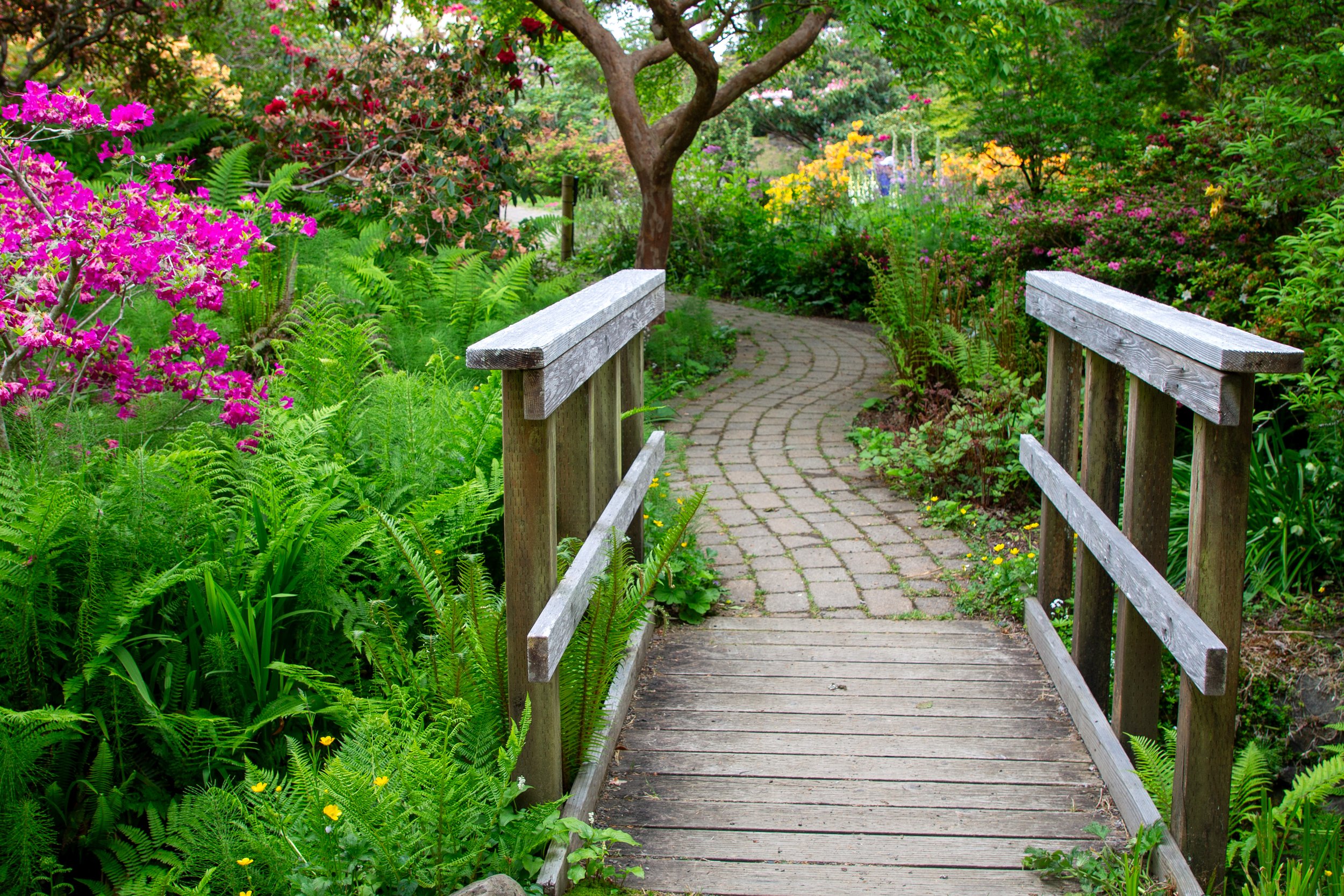 Garden path through ferns and rhododendrons