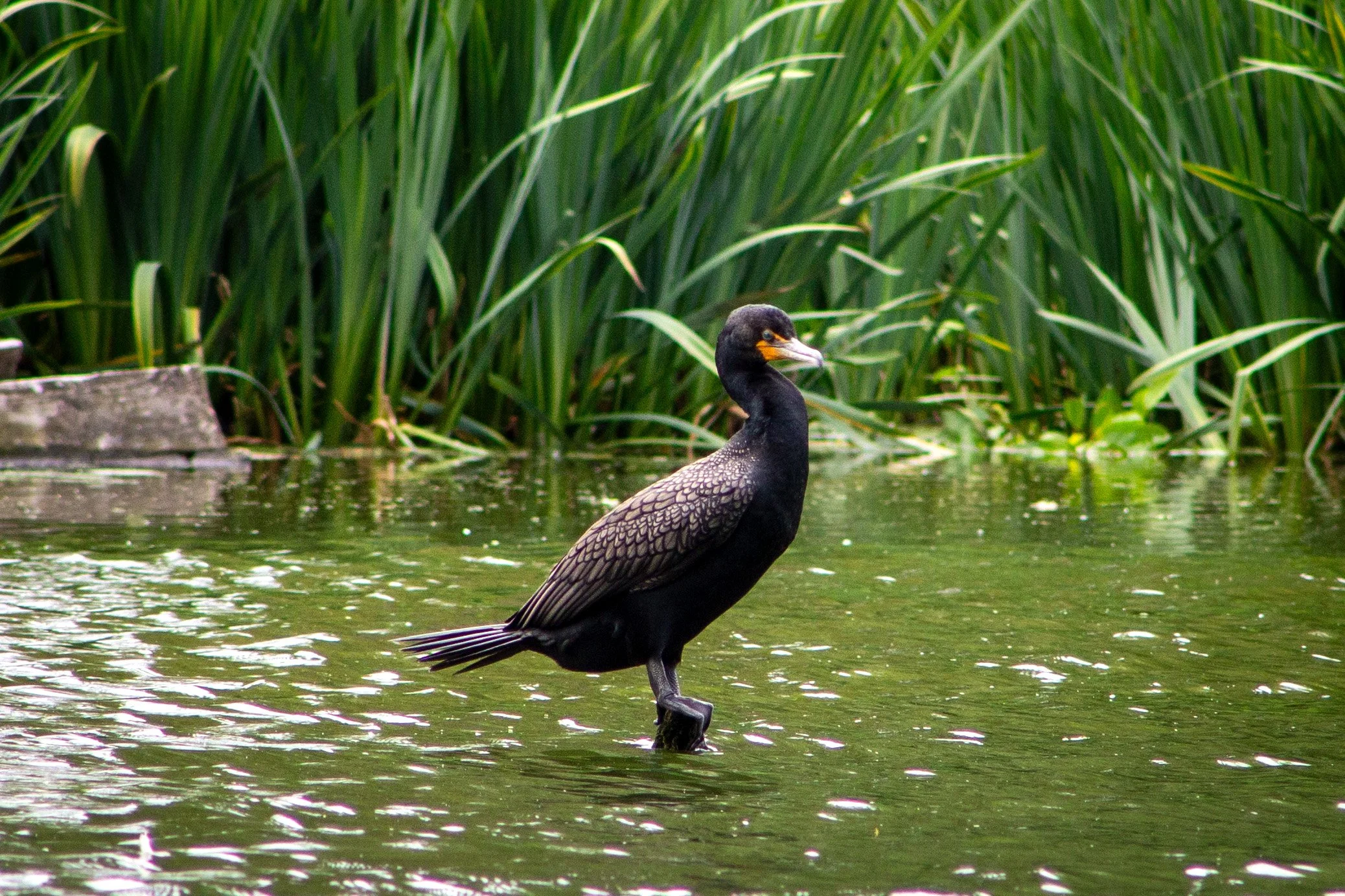 Double crested cormorant in wetland