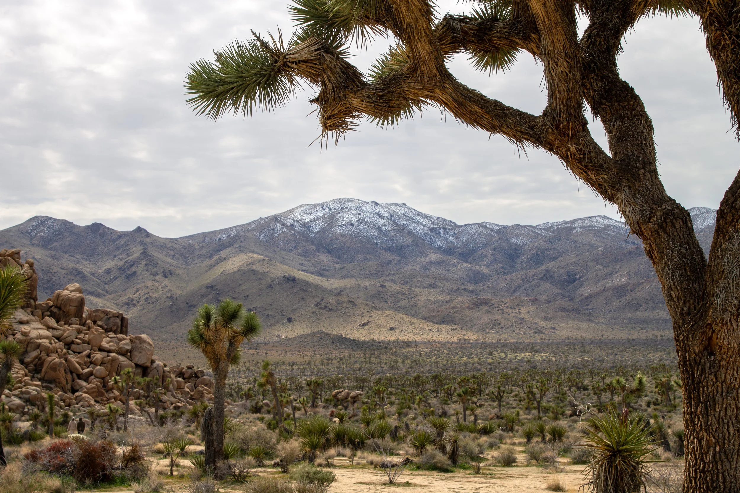 Joshua trees and mountains with a dusting of snow