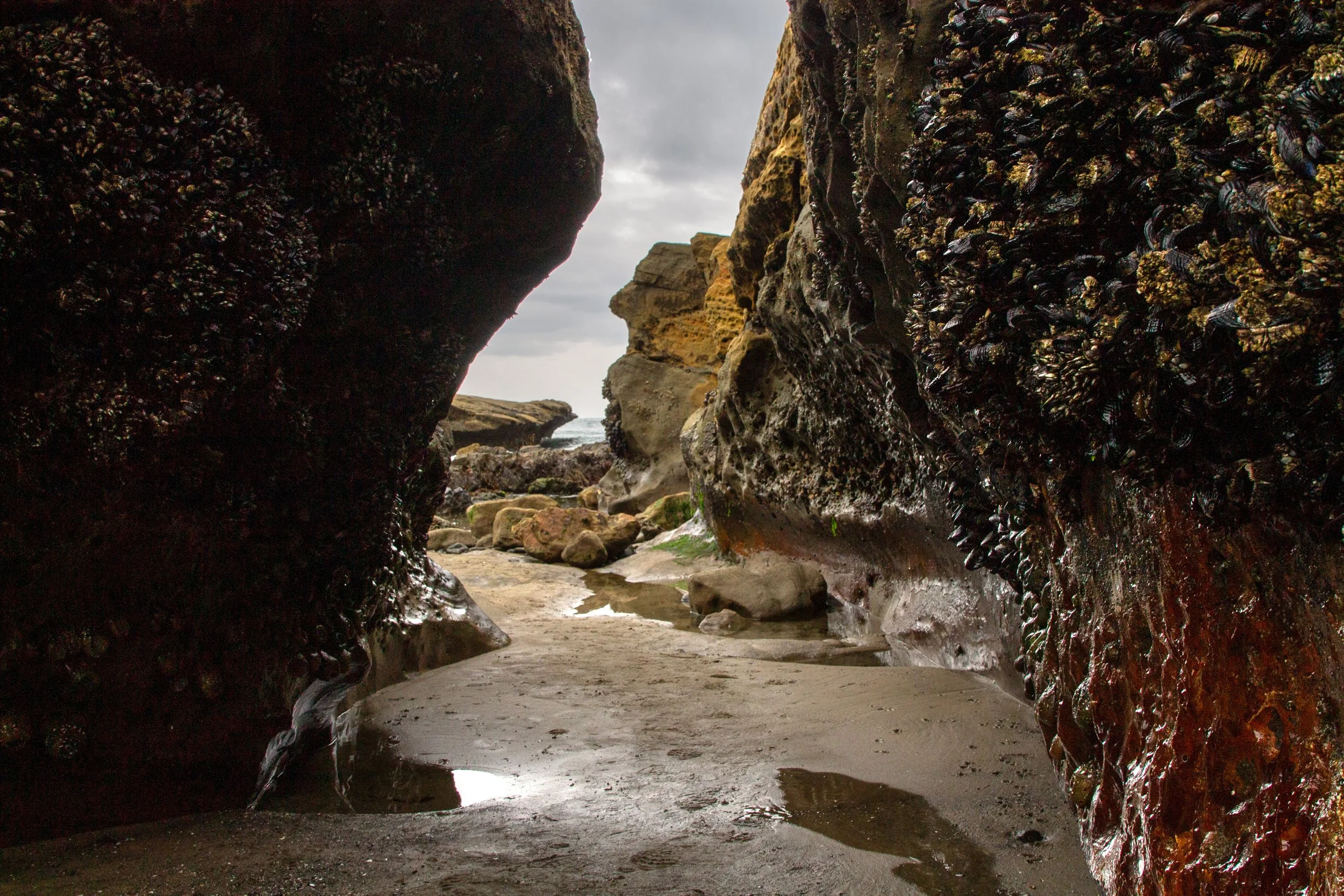 Mussels and barnacles cover inside of sandstone tunnel