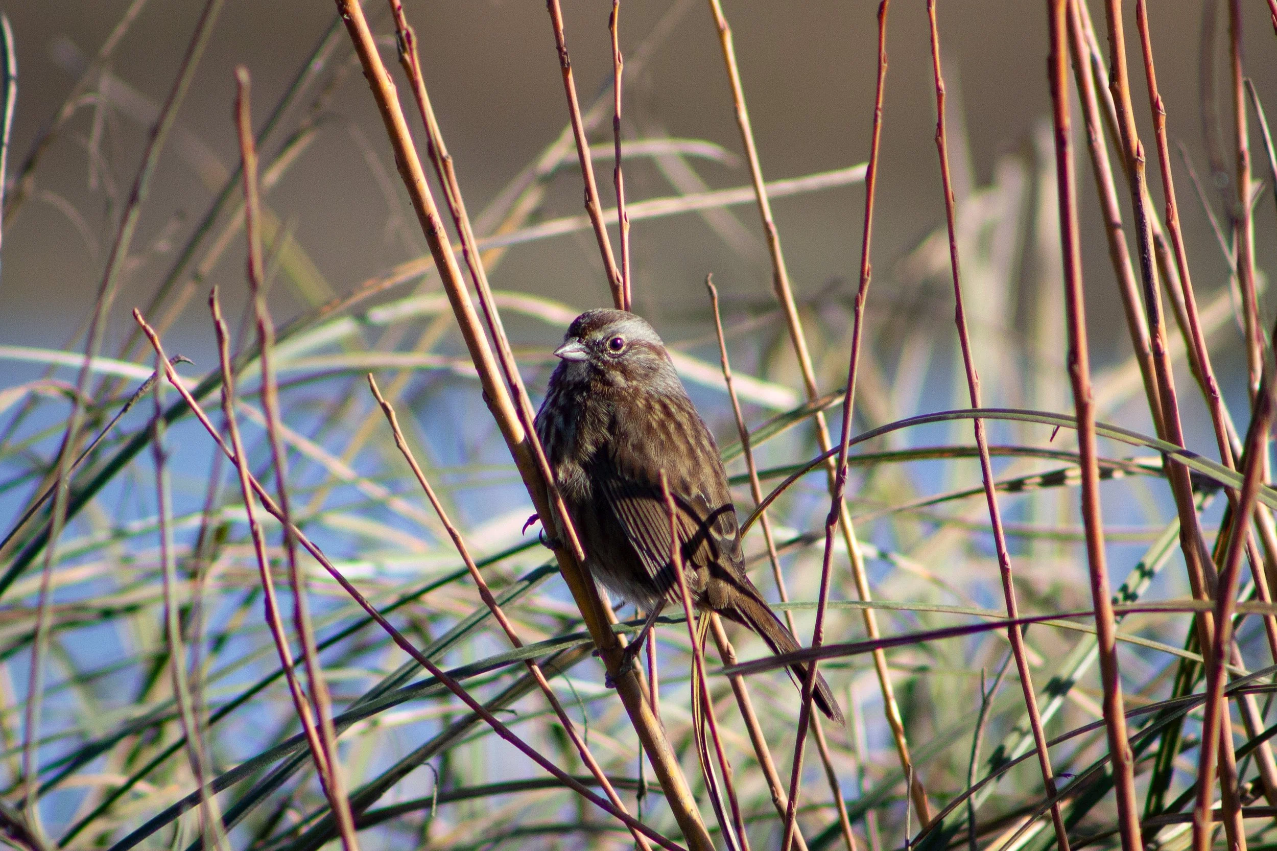 Sparrow perches on reed in front of water