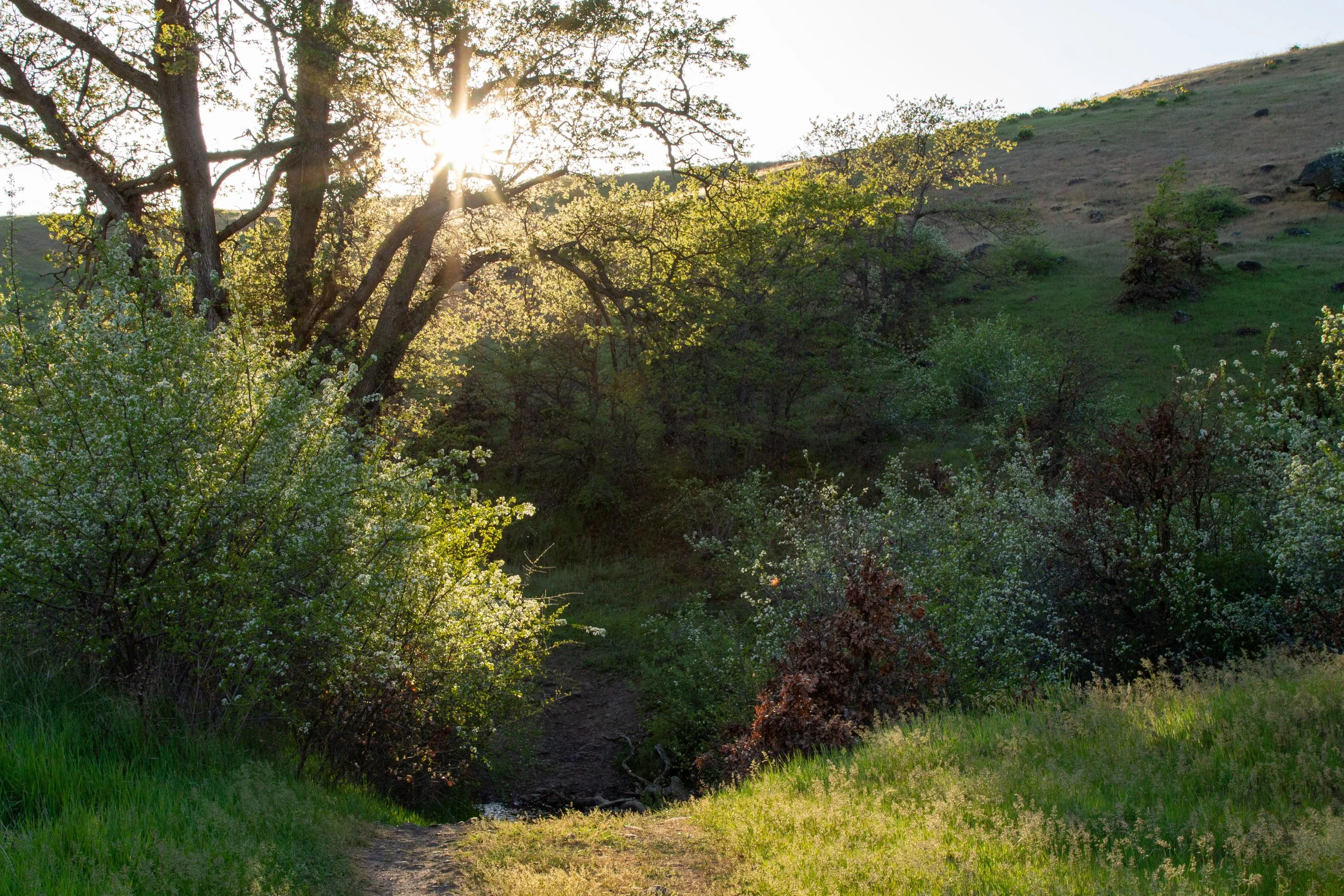 Sun through trees around creek