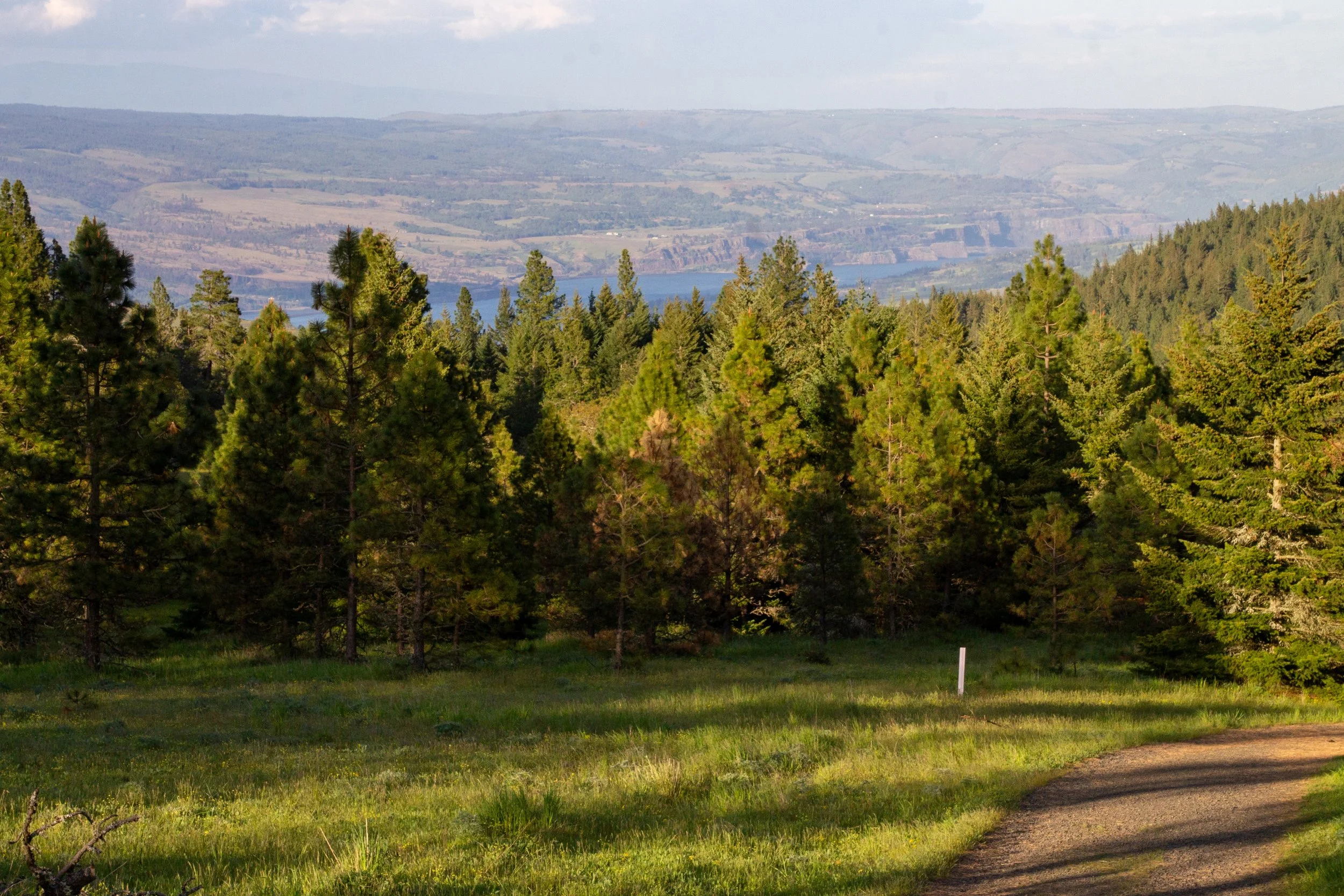Hiking trail approaches conifers