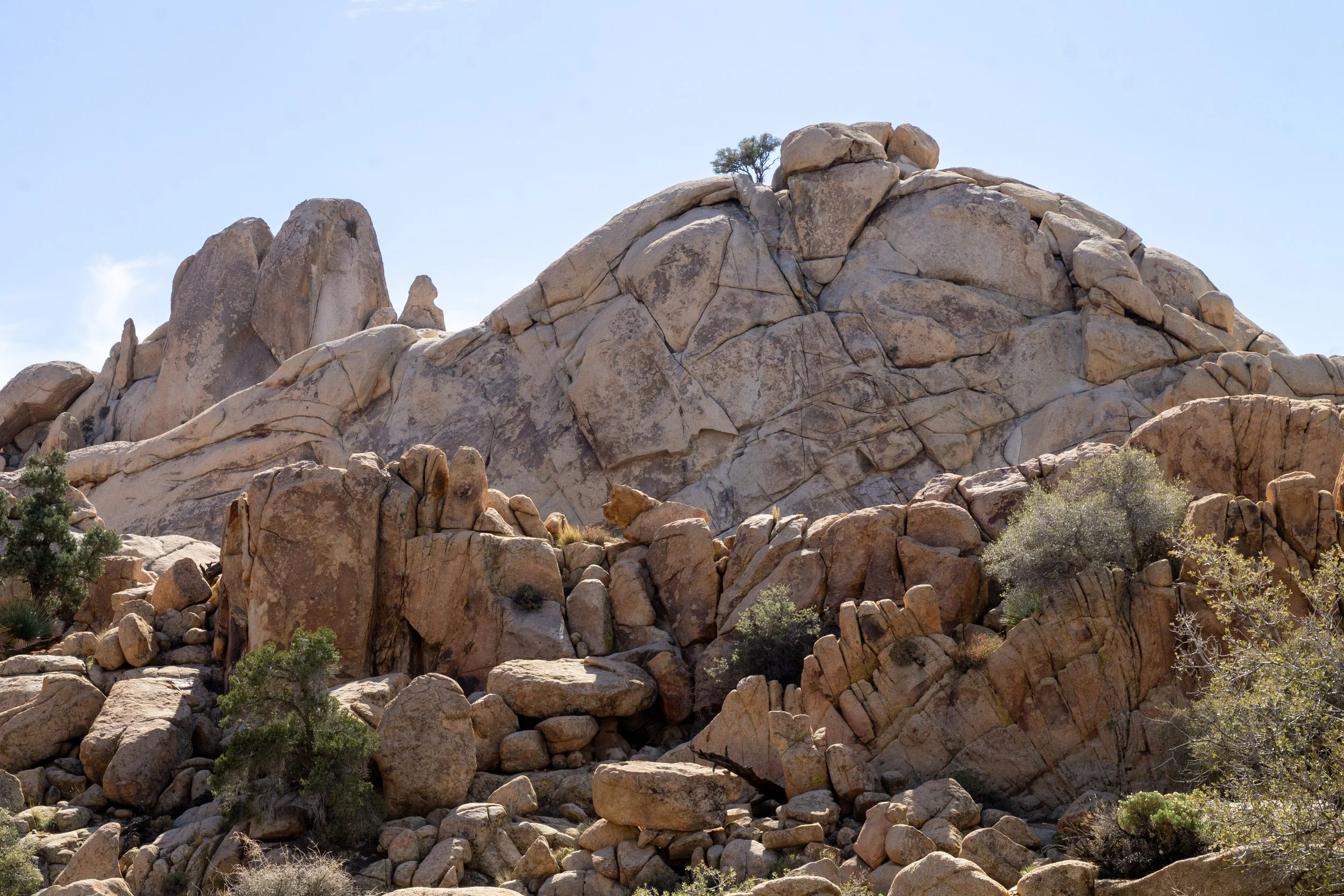 Single tree grows on top of rocky peak
