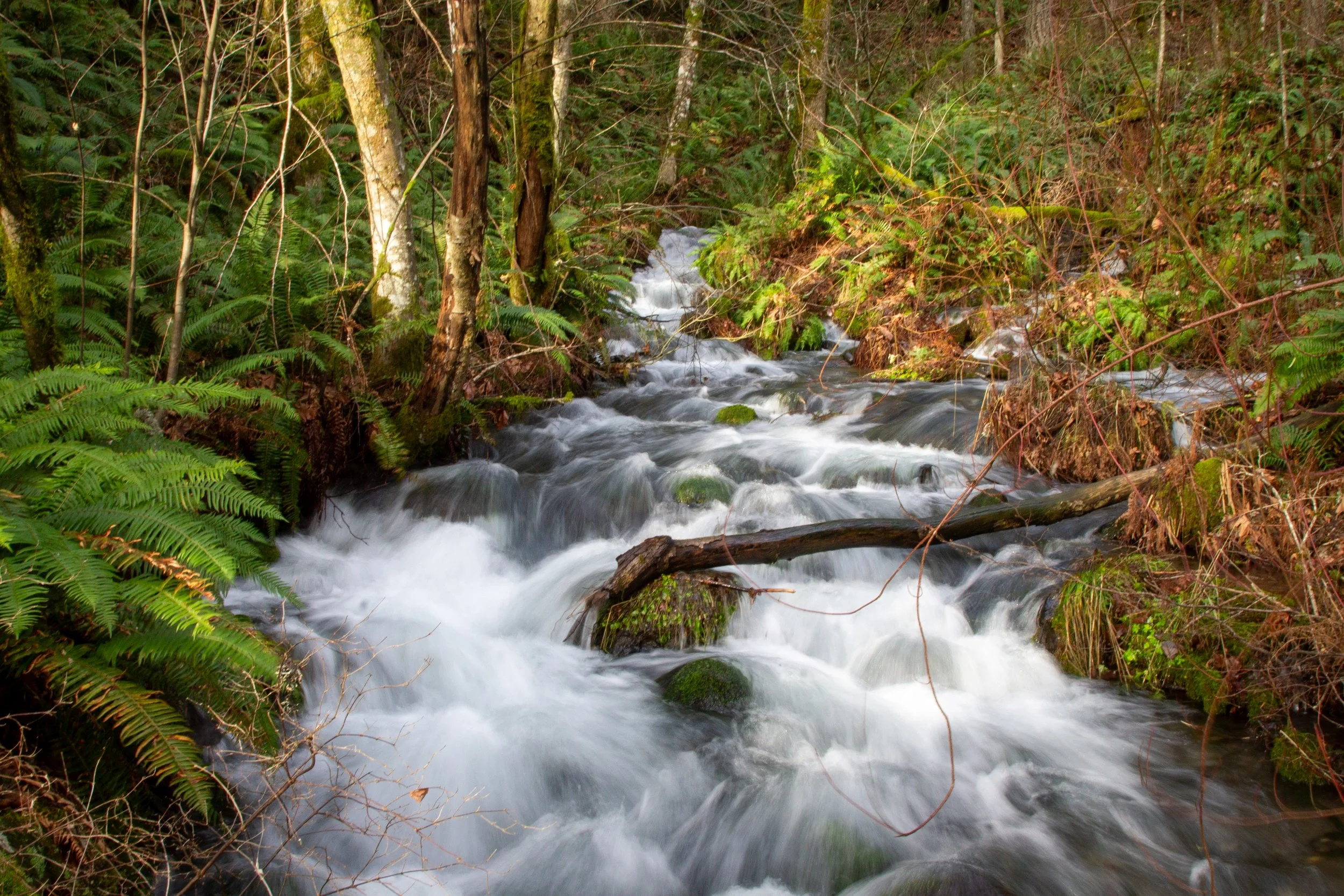 Pretty creek in the woods