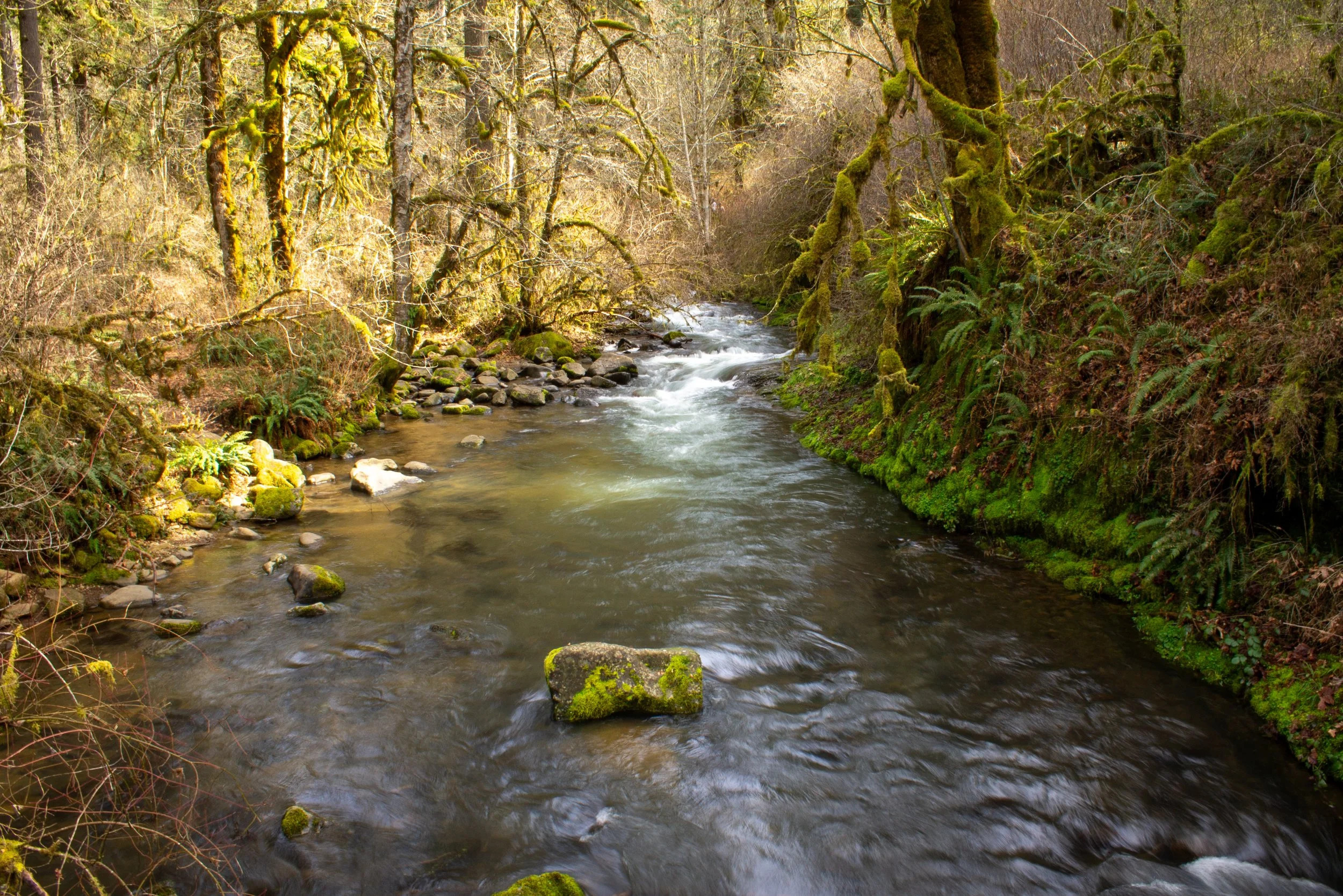 Creek through mossy forest