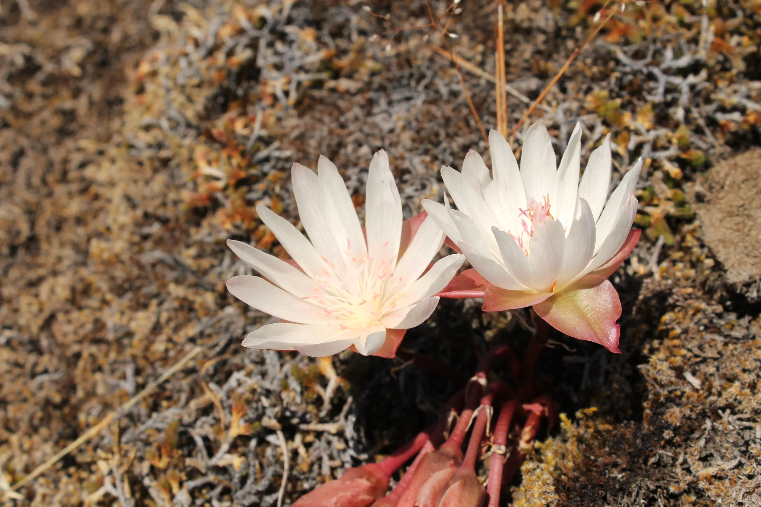 Two bitterroot flowers