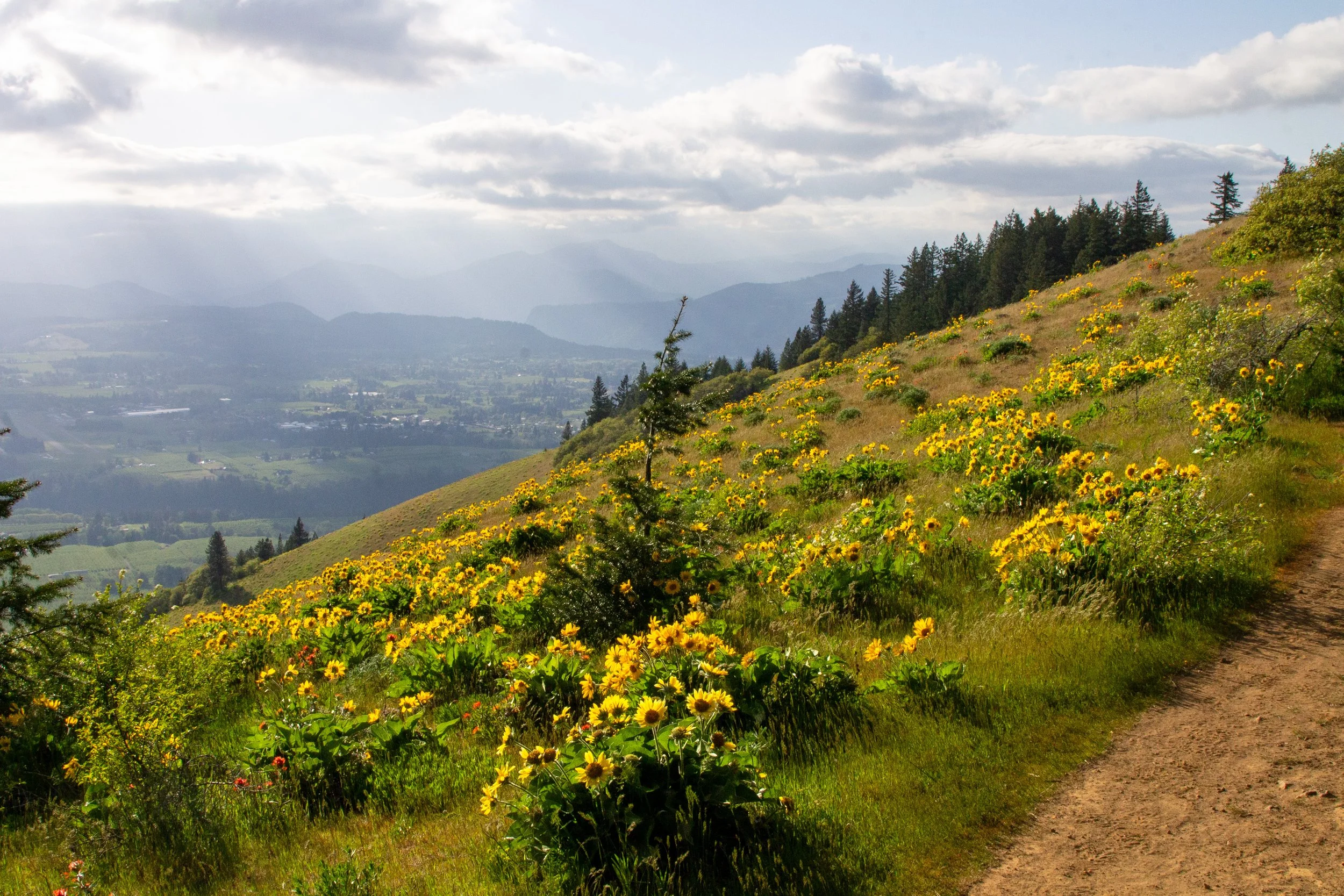 Sunbeams hit wildflowers on Hood River Mountain