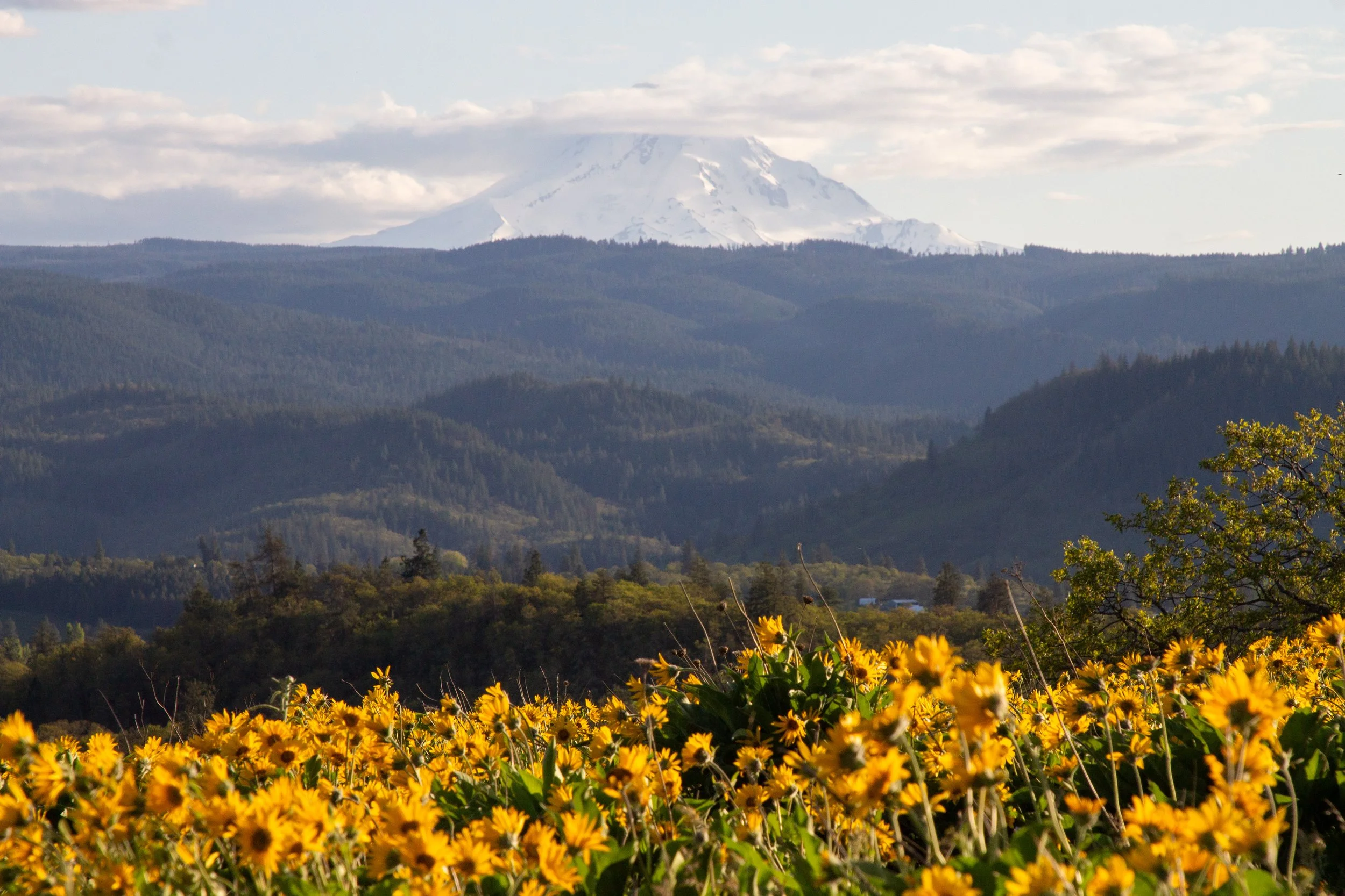 Balsamroot in front of Mount Hood view