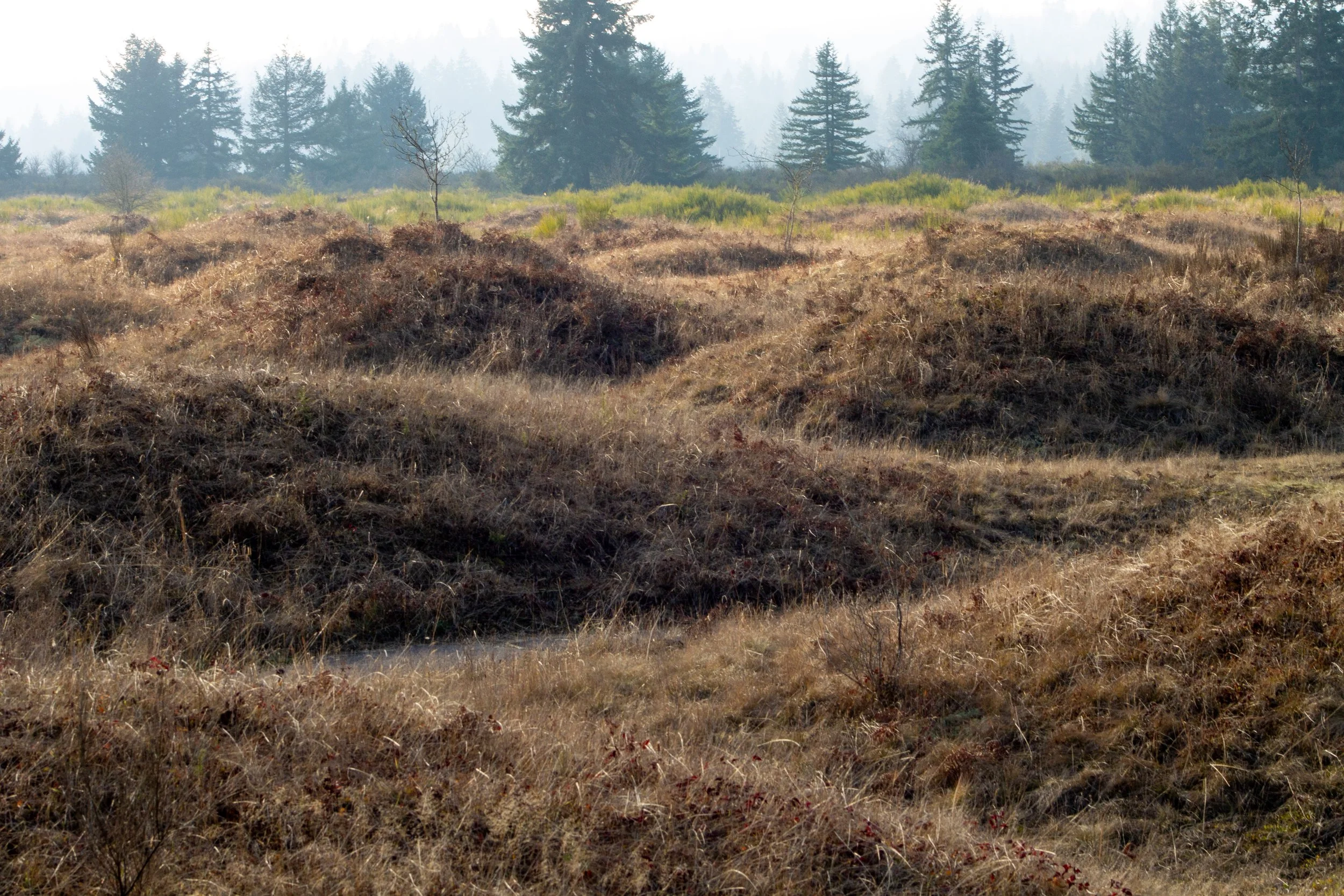Washington’s Mysterious Mima Mounds