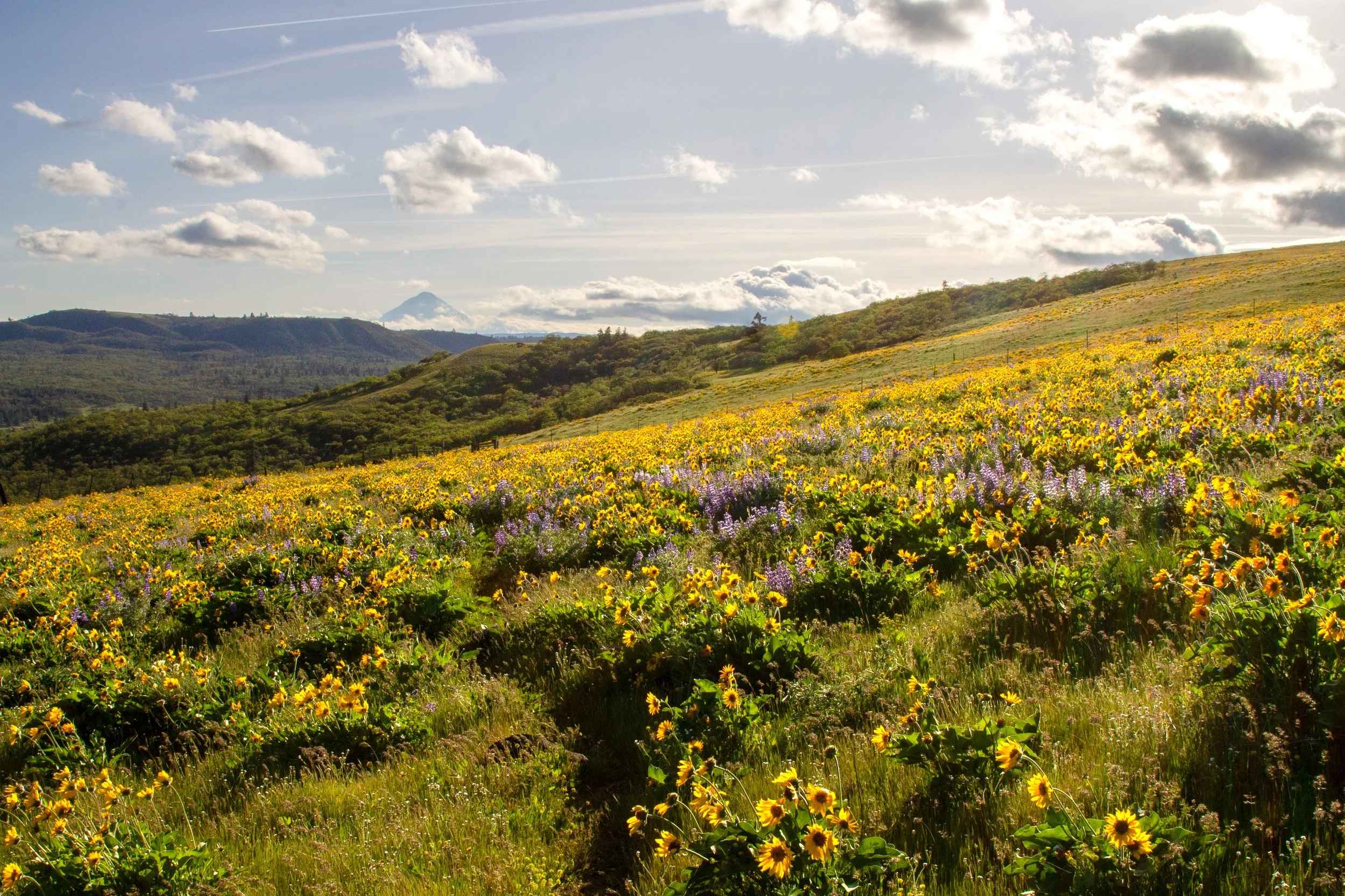 Four Sisters Natural Area