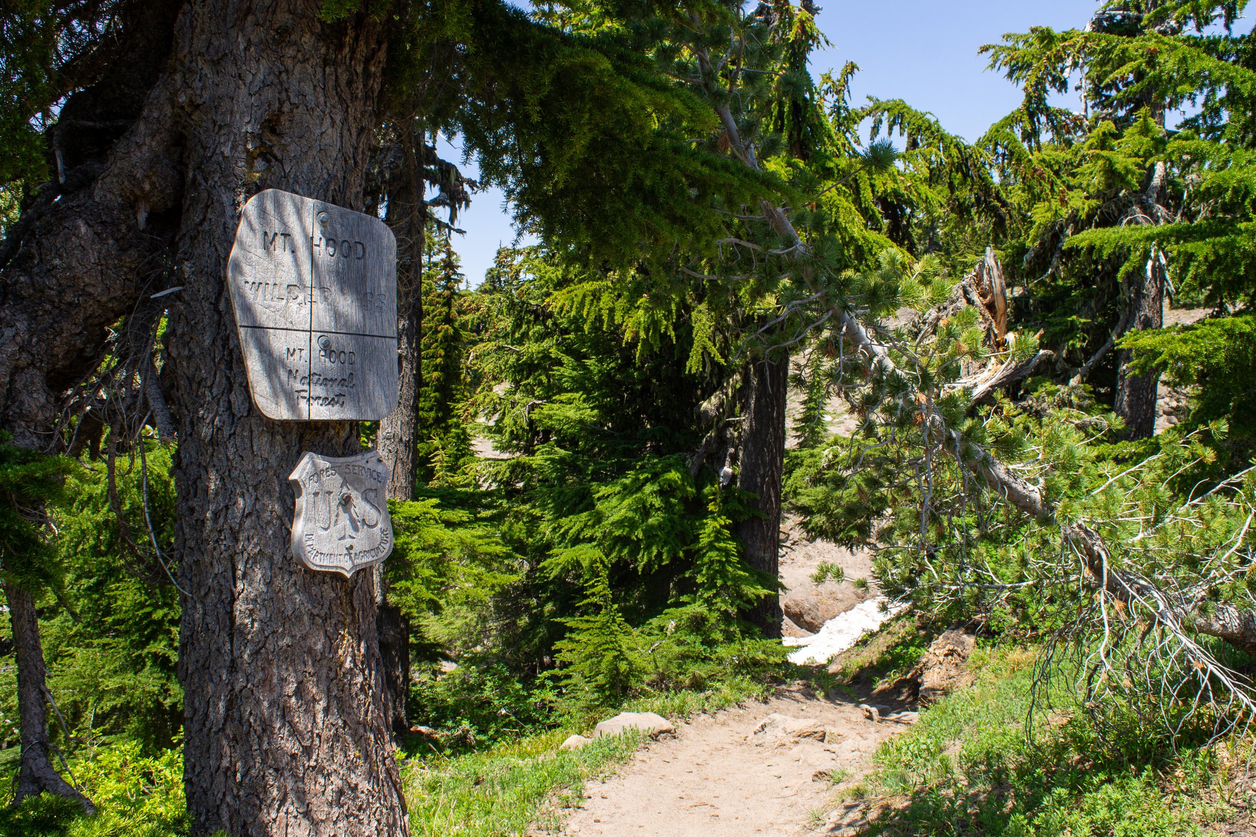 Sign on tree for Mount Hood Wildernes