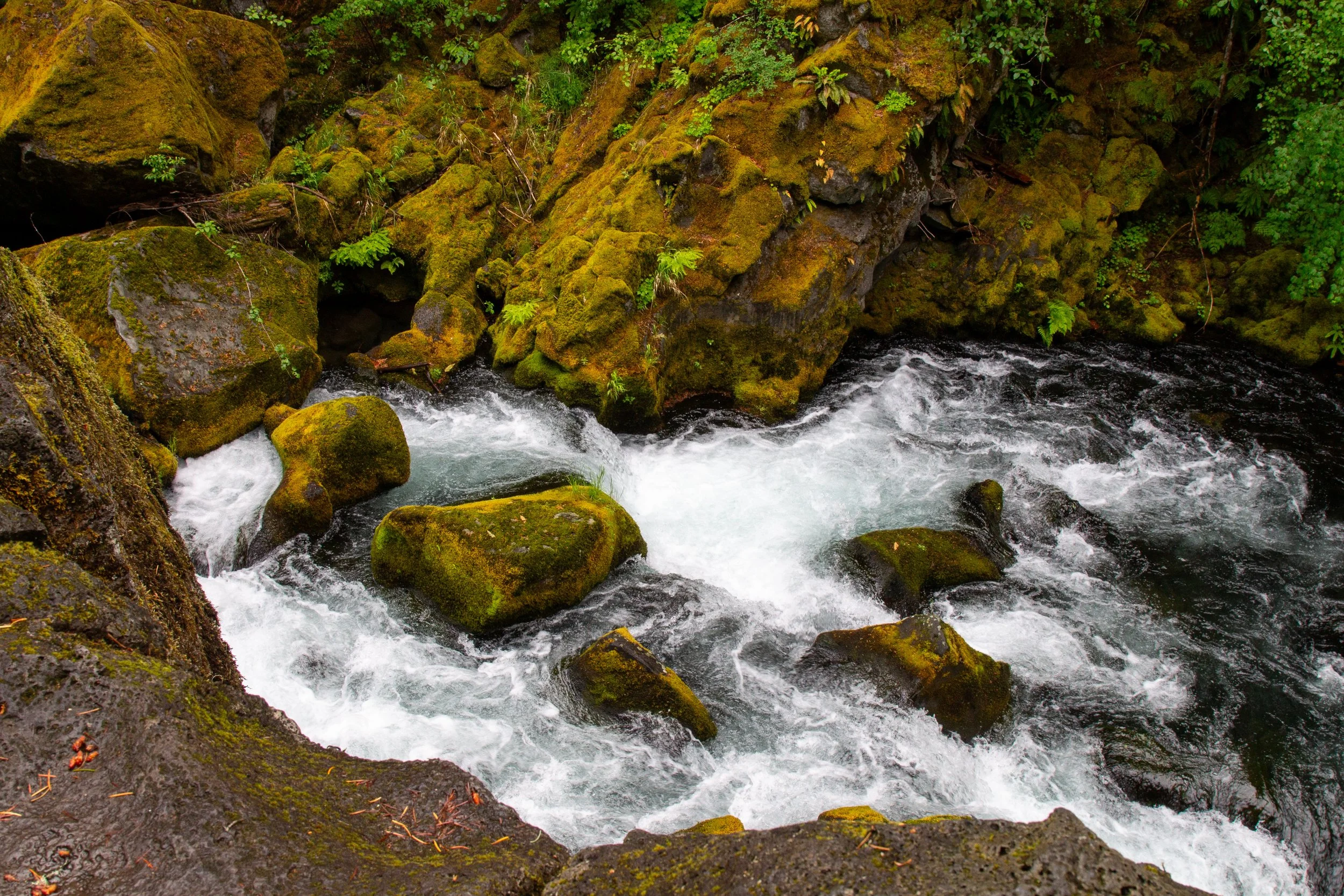 North Umpqua River on the Toketee Falls Trail