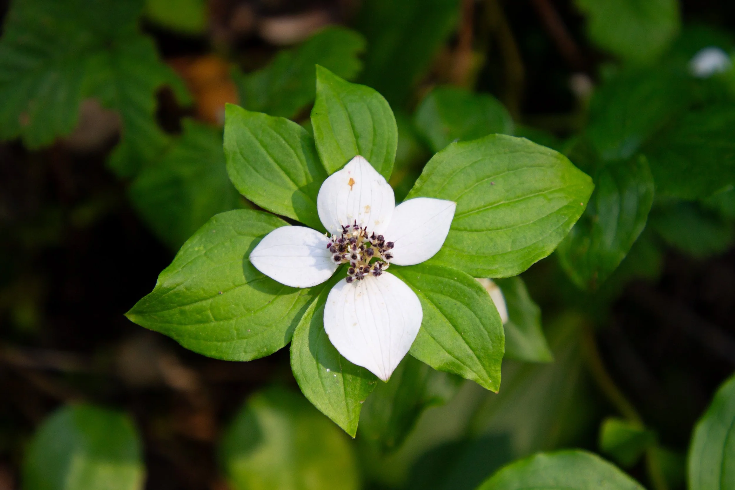 bunchberry flower