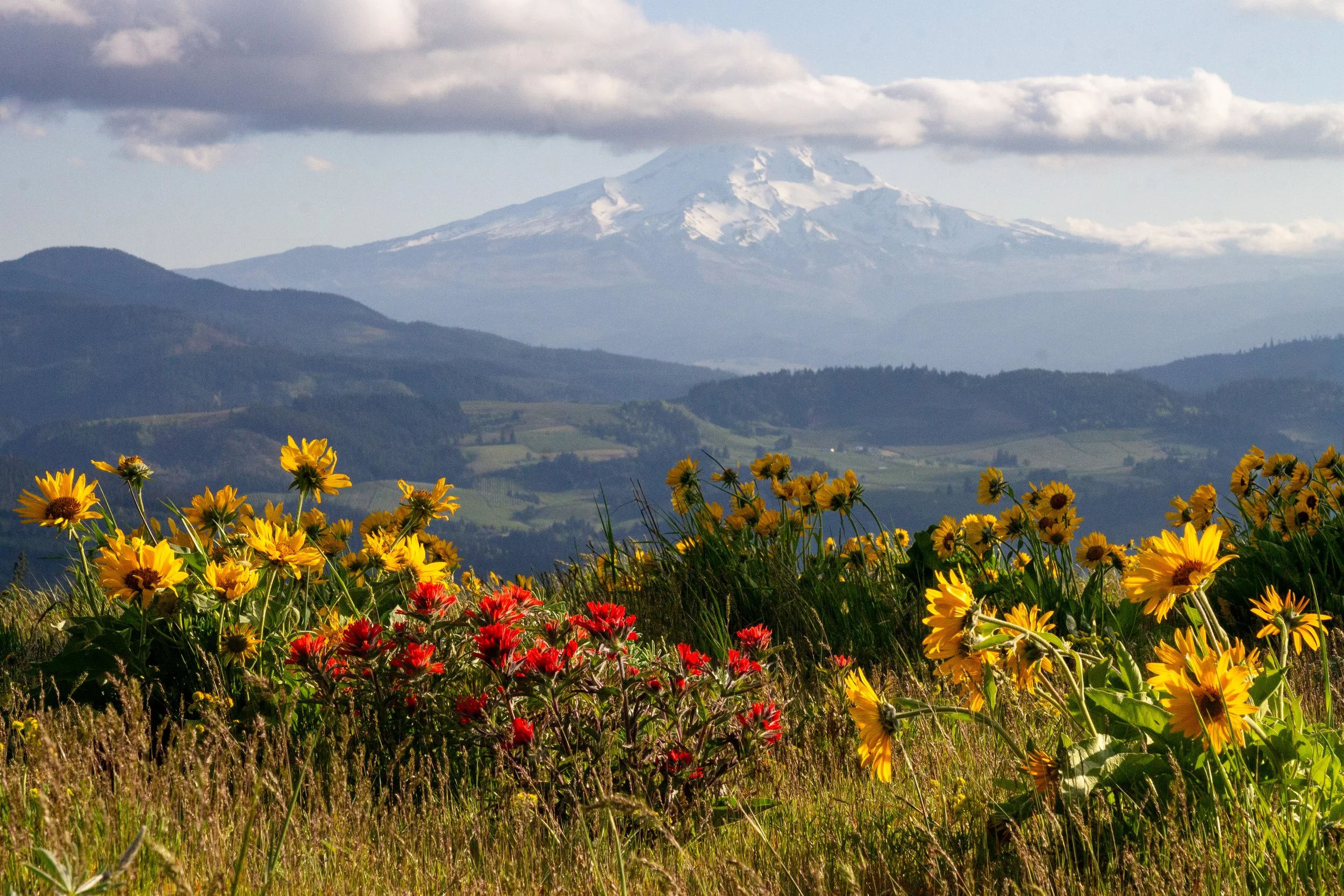 Wildflowers bloom in front of Mount Hood view