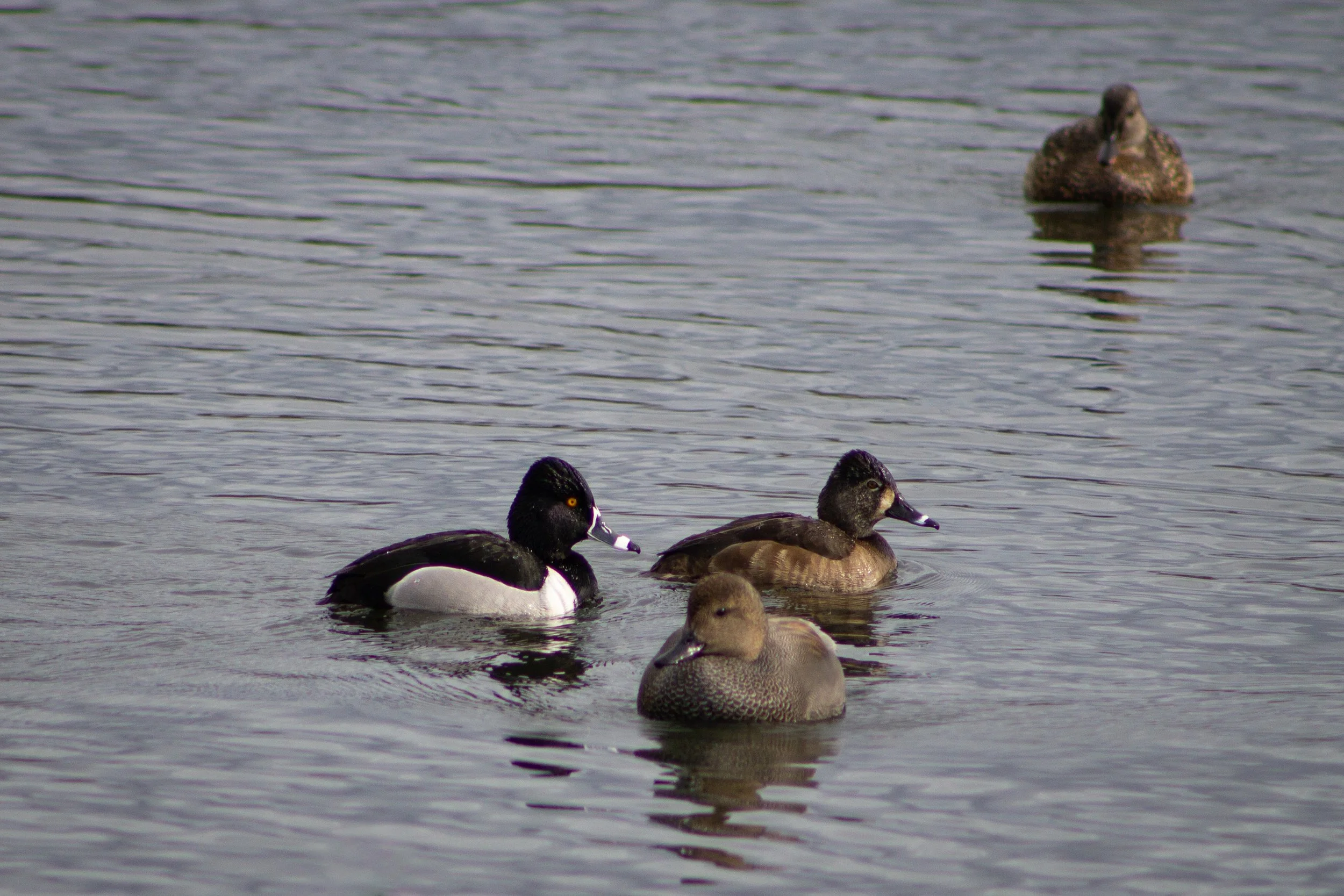 Ring-necked ducks and gadwall swimming