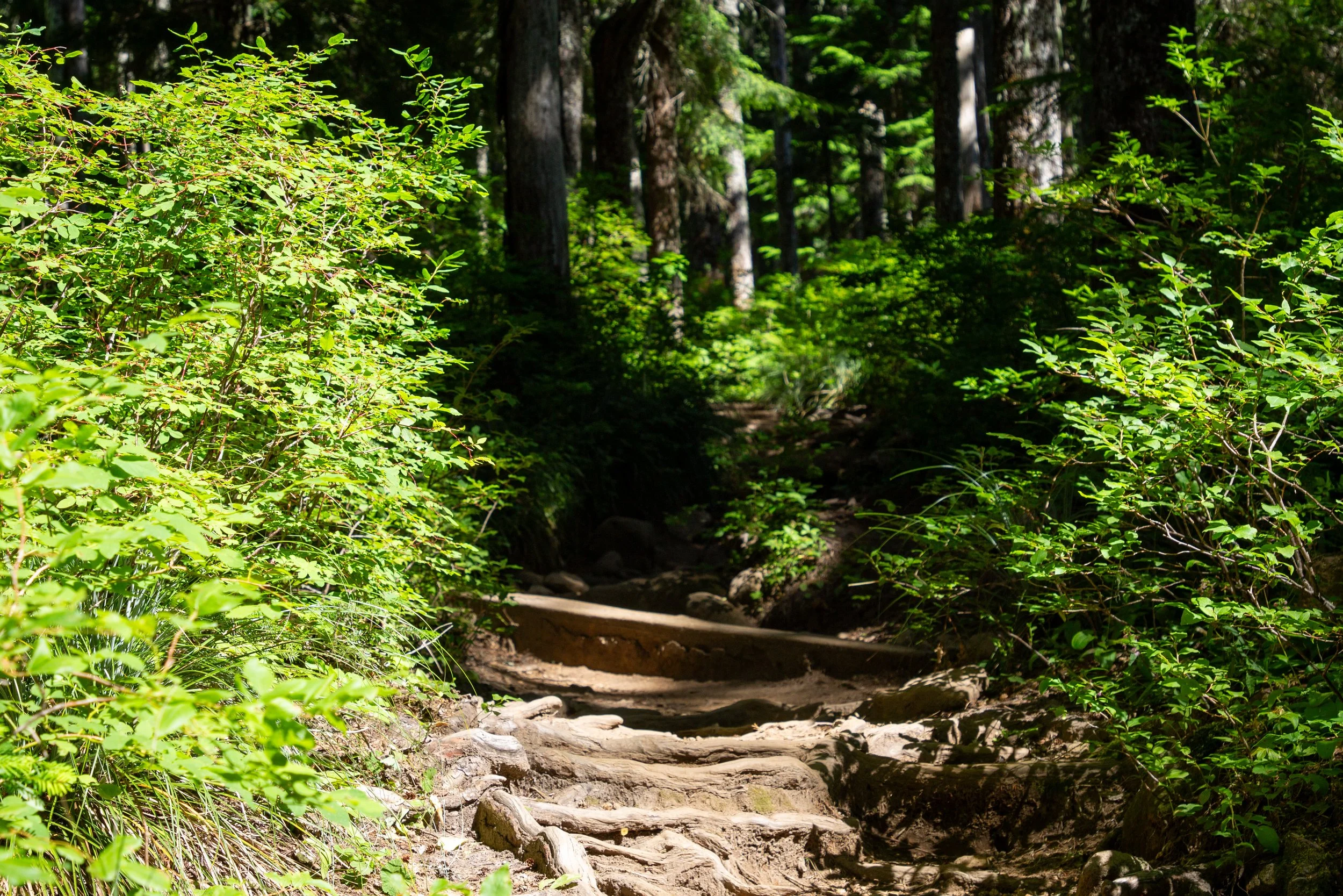 Tree roots on Top Spur Trail
