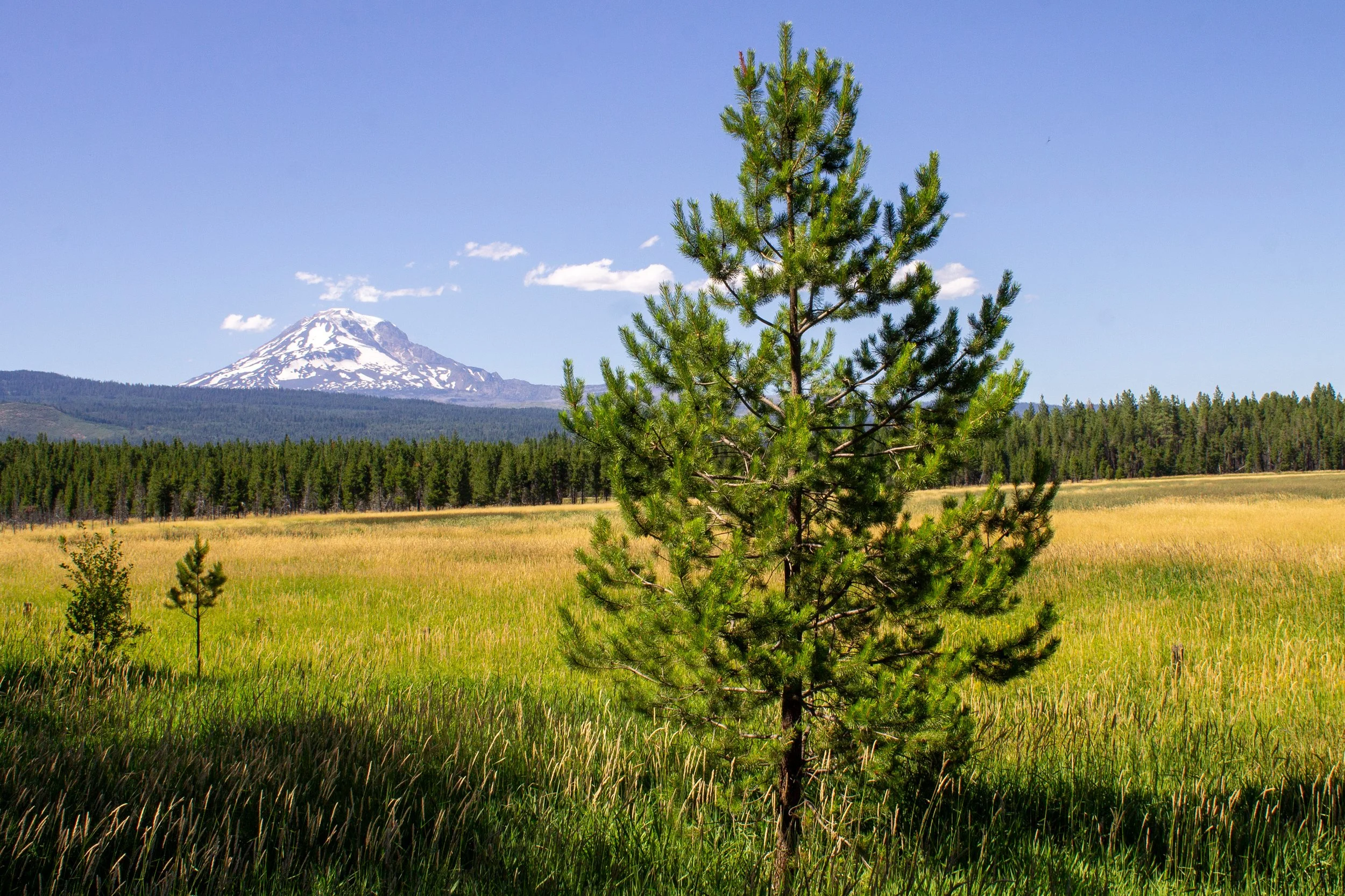 Lone tree stands in front of meadow with Mount Adams behind