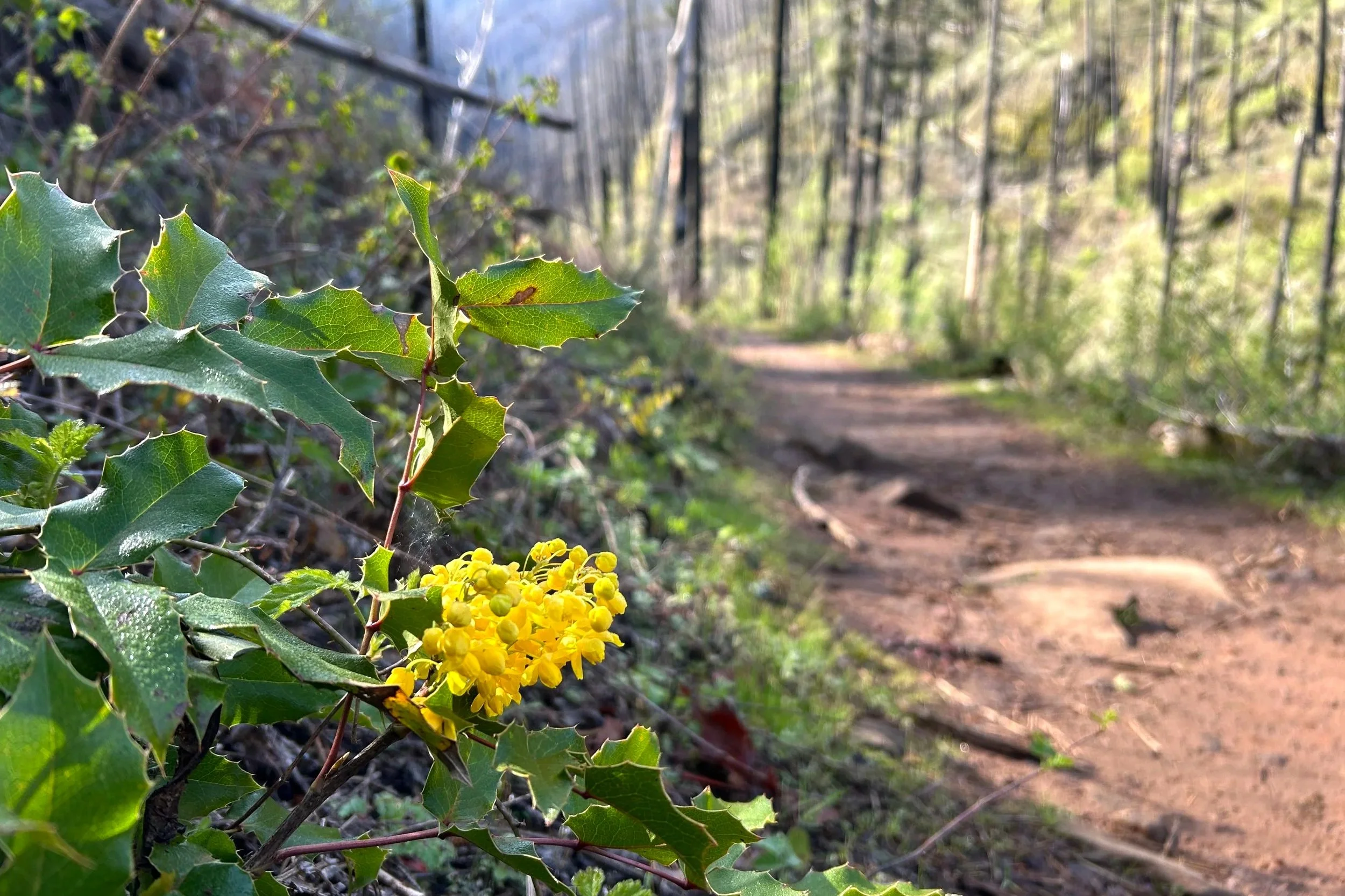 Oregon grape next to hiking trail
