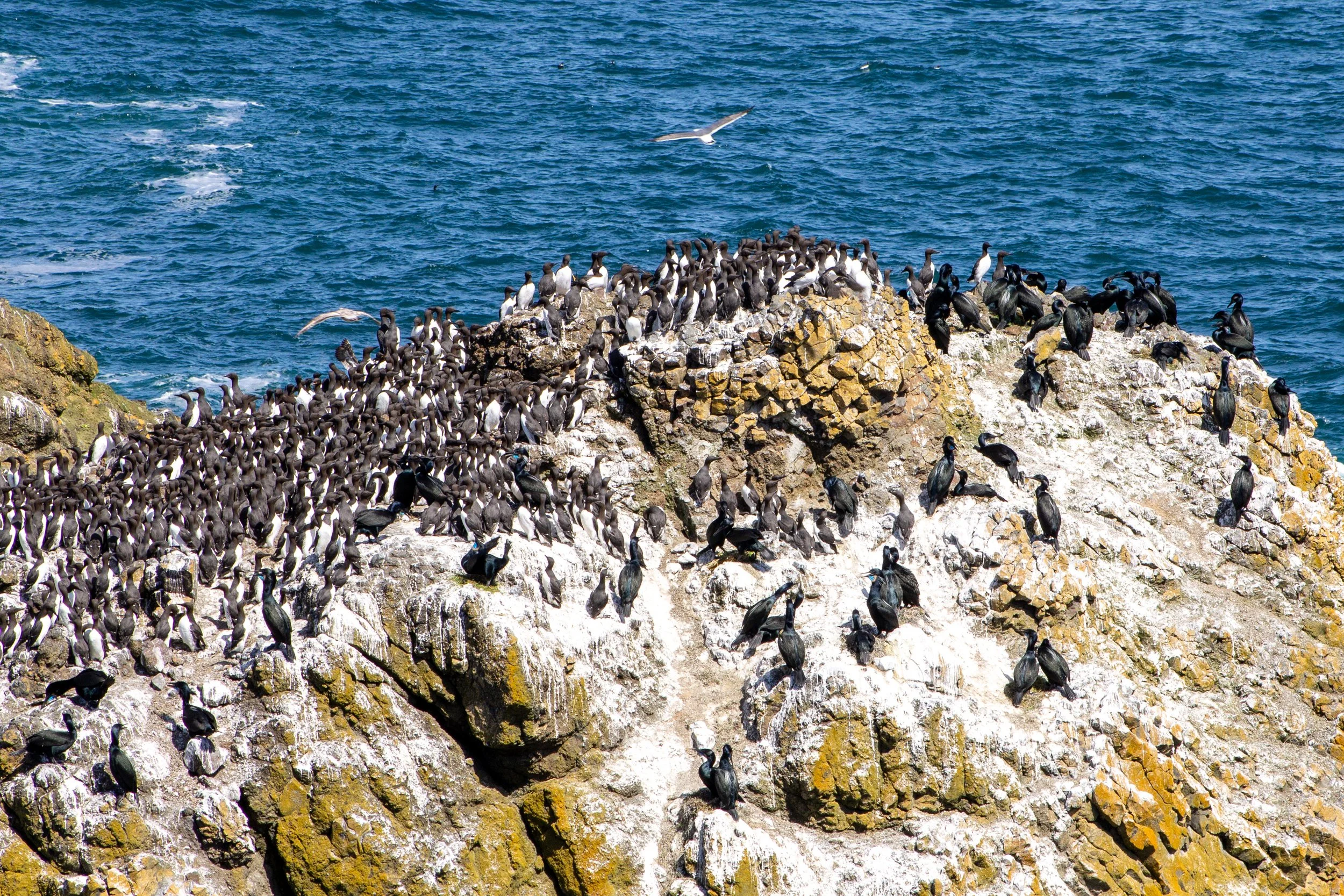 Many seabirds on rocks in front of ocean