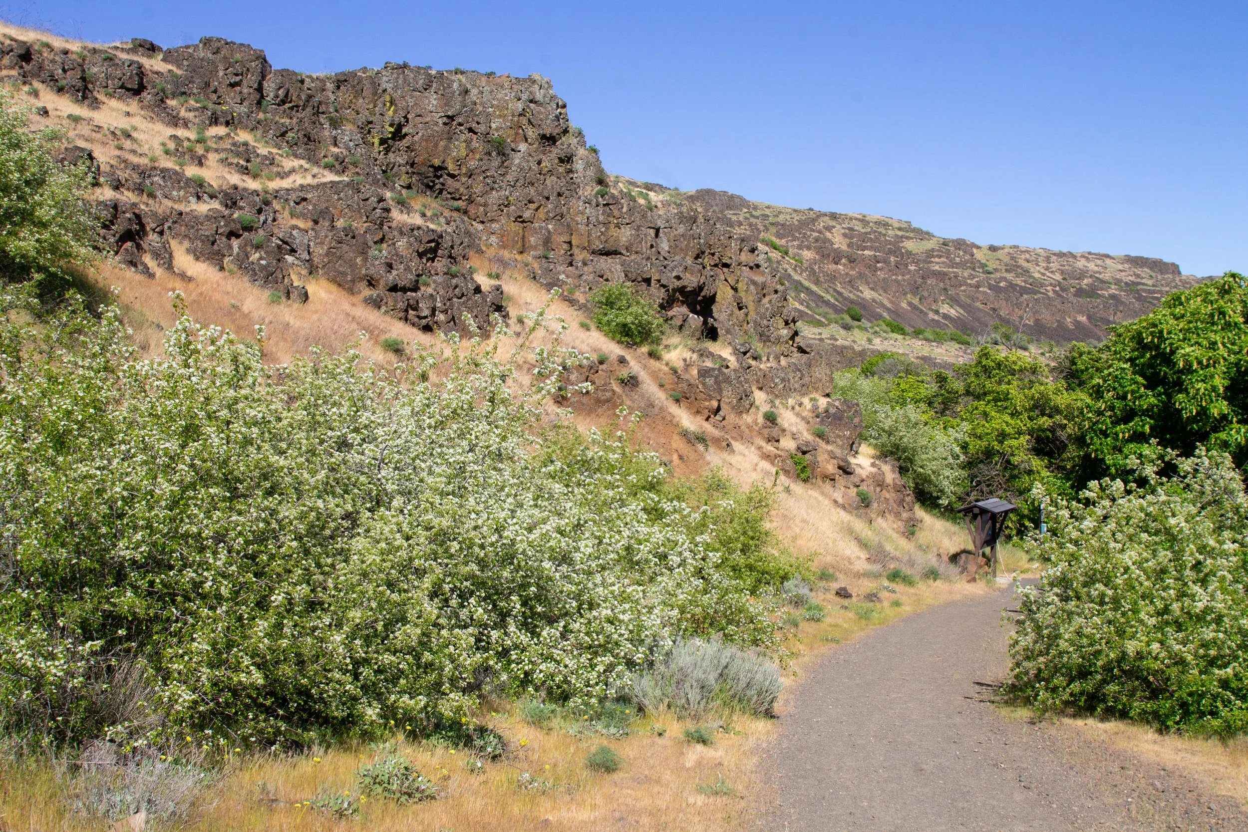 Flowering bushes along wide gravel trail