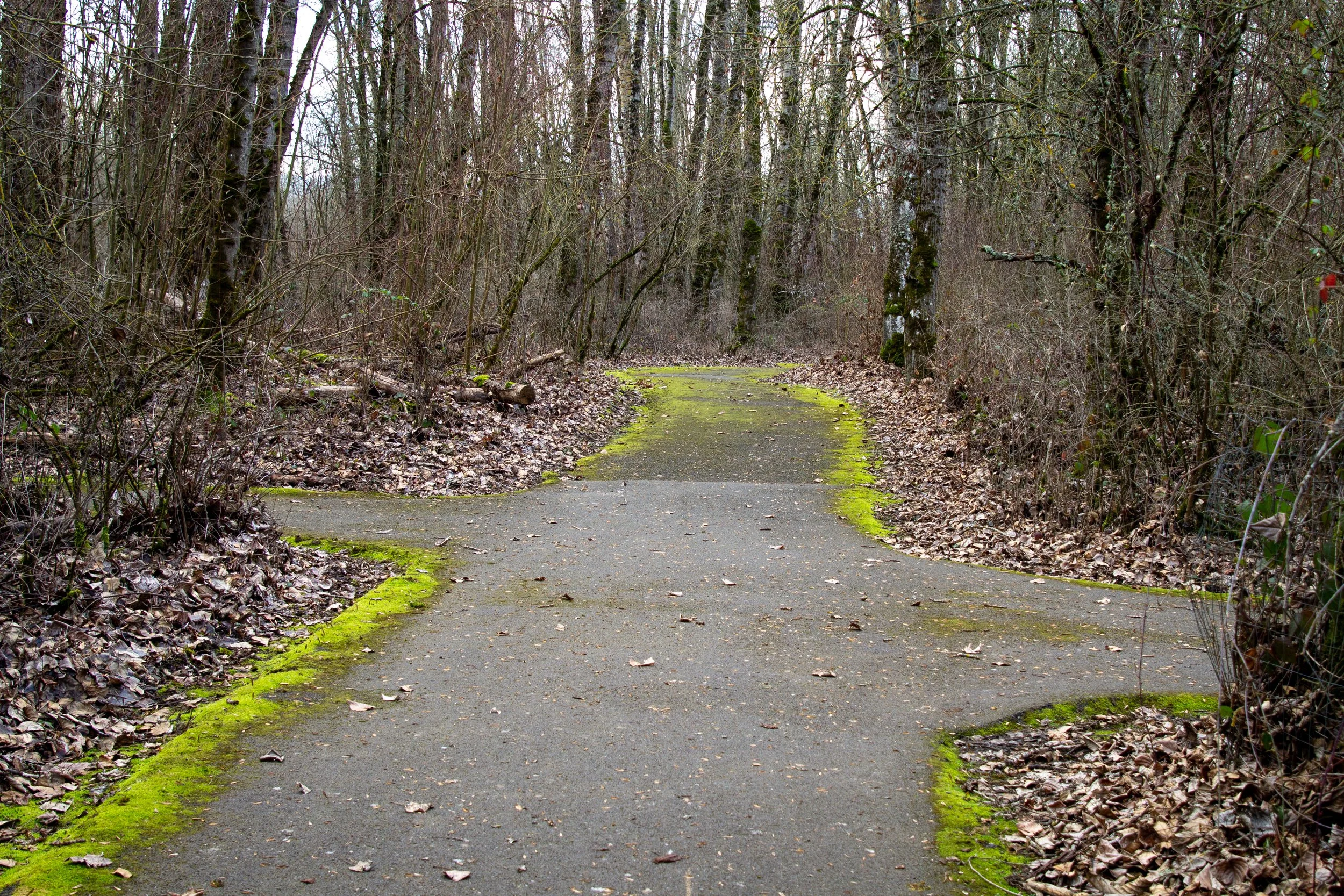 Trail junction in winter forest