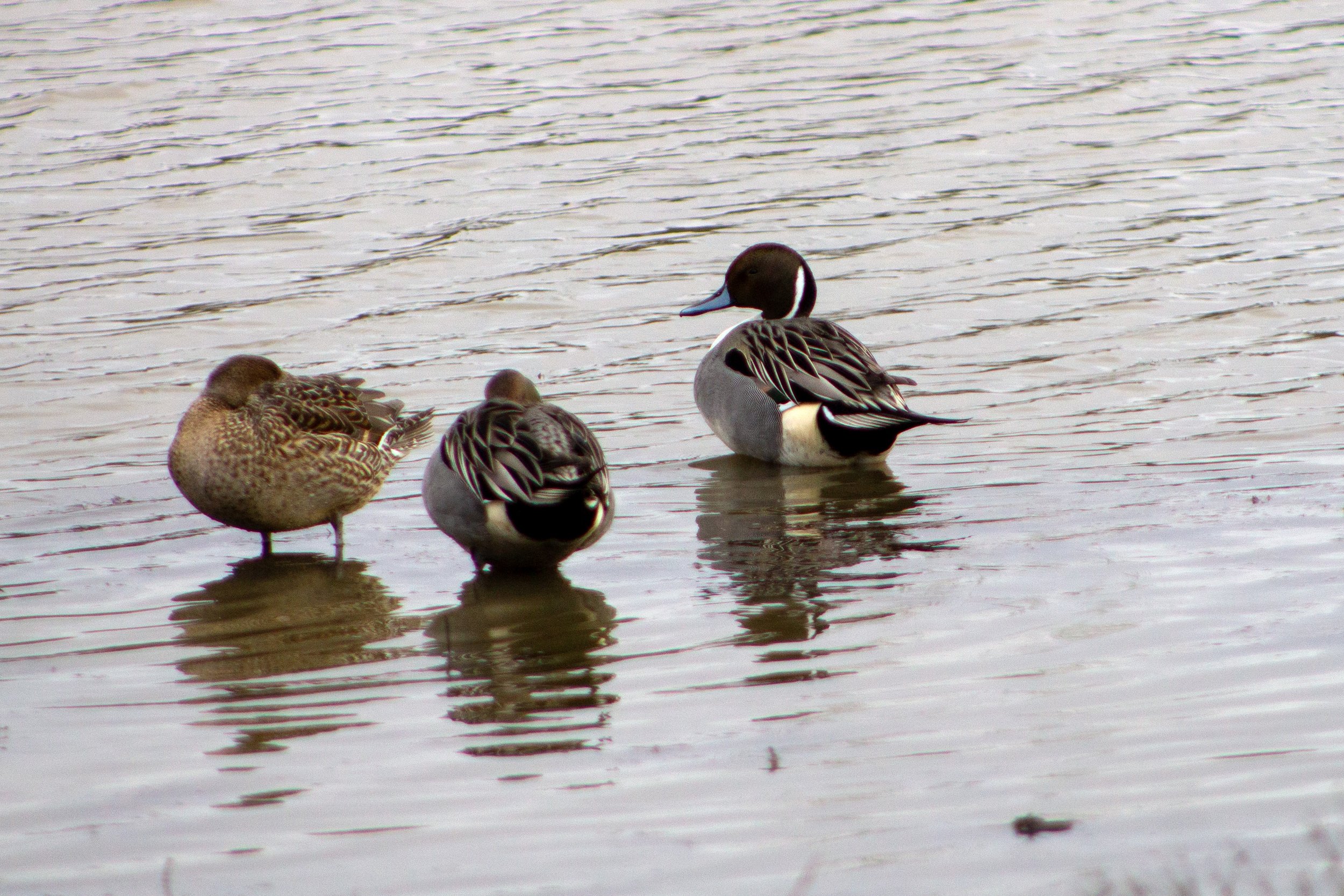 Two male and one female northern pintails in water