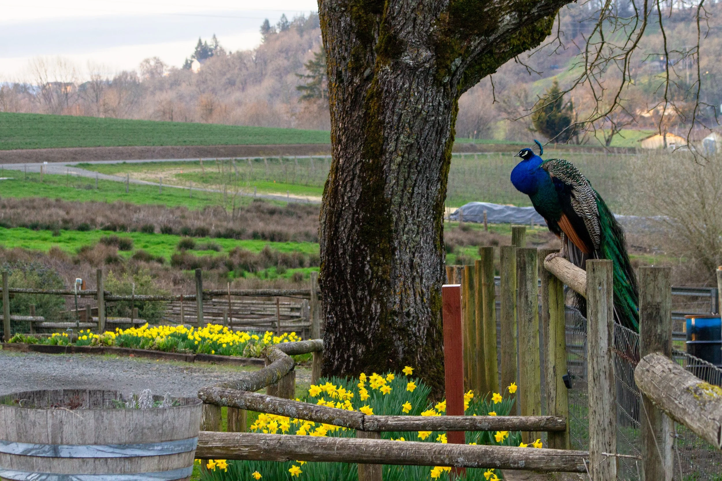 Peacock on fence above daffodils in front of vineyard