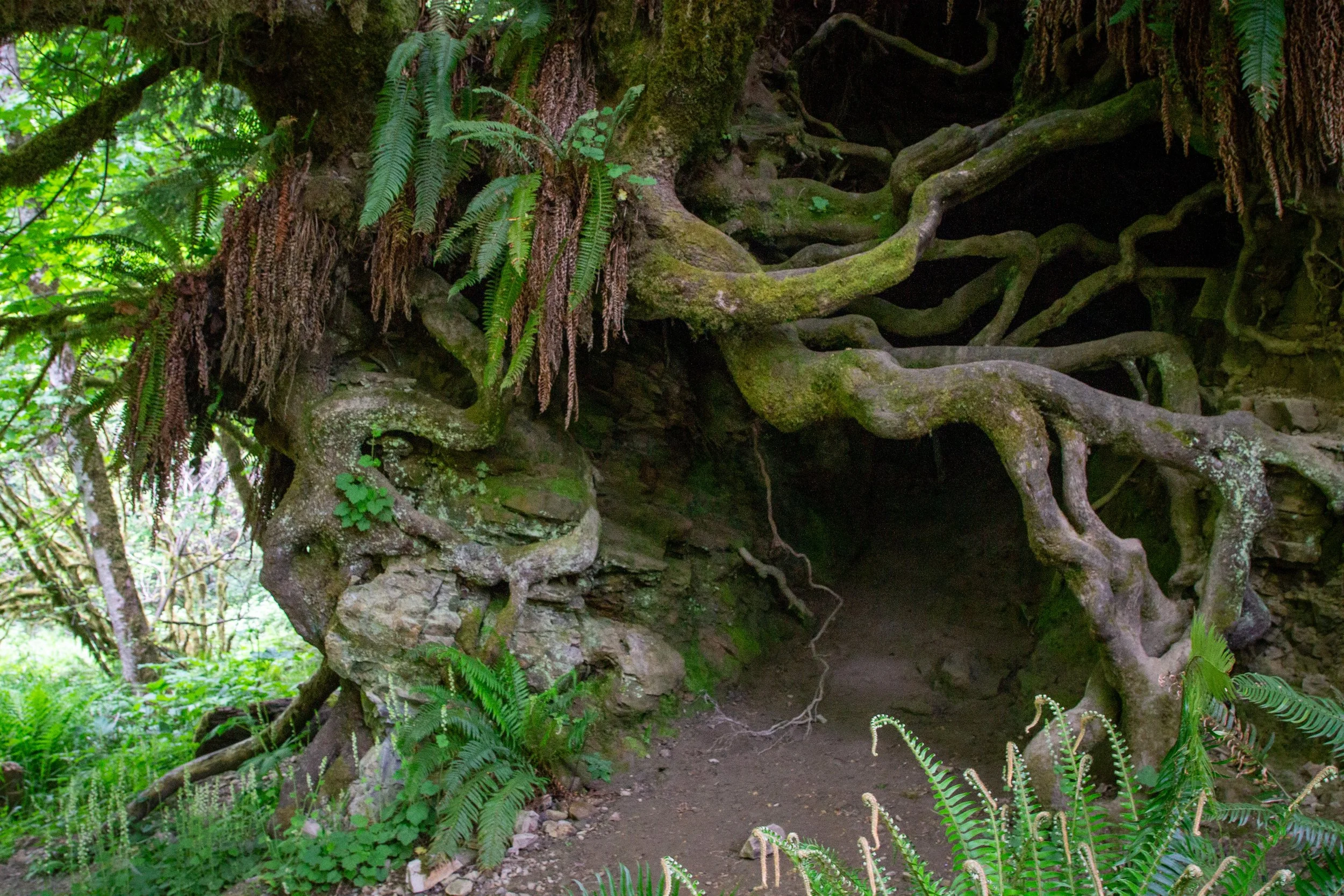 Exposed root system of large tree